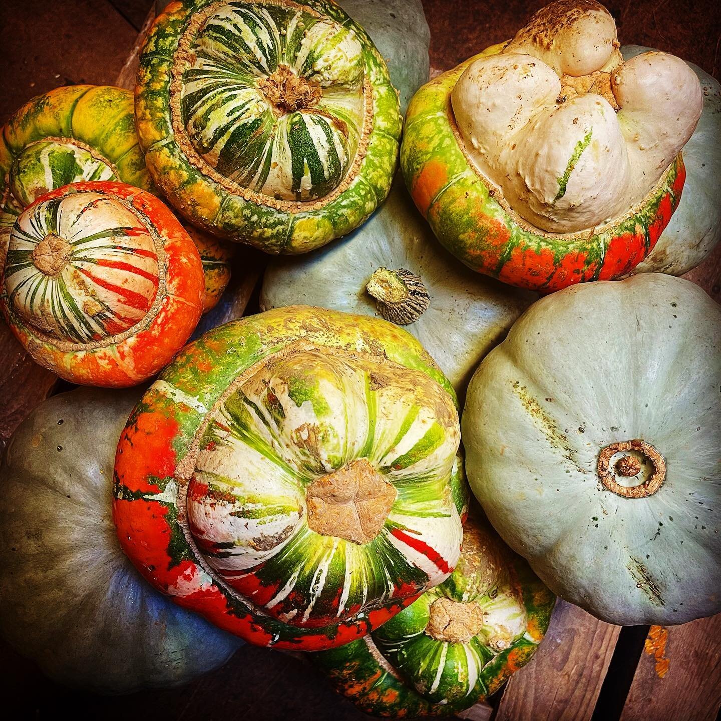 Crown Prince and Turks turban!

#squah #autumn #pumpkin #locallygrown #local #shoplocal #crownprince #turksturban