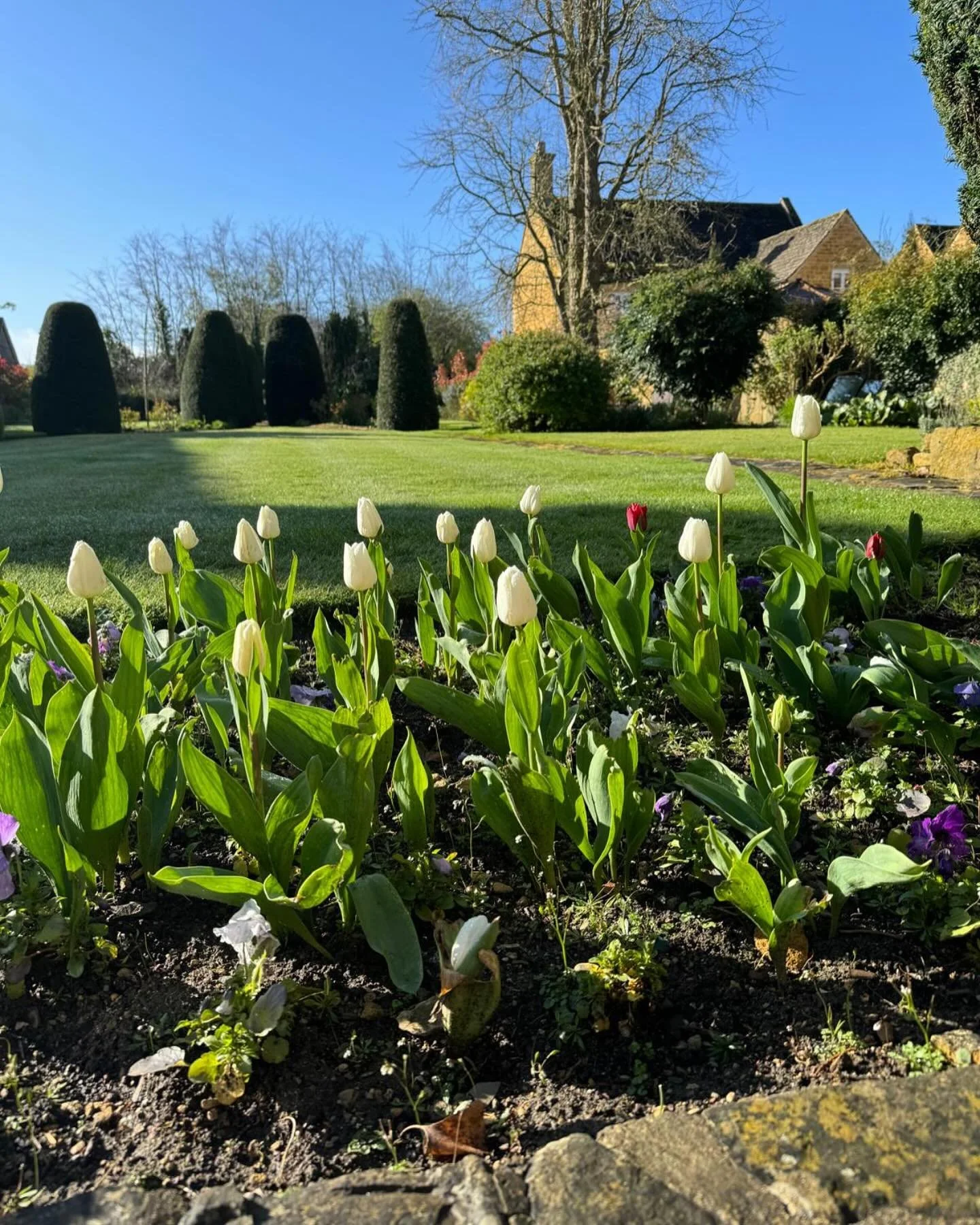 It won&rsquo;t be long until the garden is ready. #broadway #broadwaycotswolds #cotswolds #deli #broadwaydeli #cafe #coffee #lunch #breakfast #tea #cake #brunch #garden #spring #tulips #sunshine