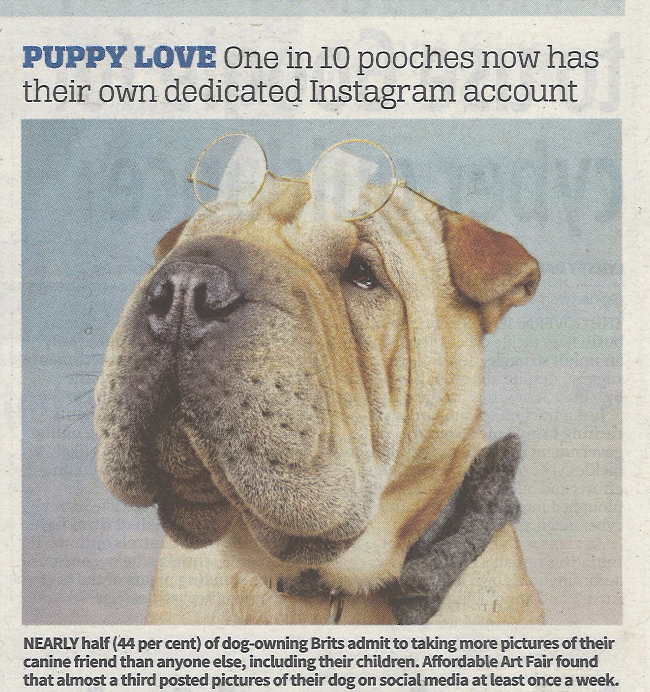 Instagram dog @professorwrinkles in City AM