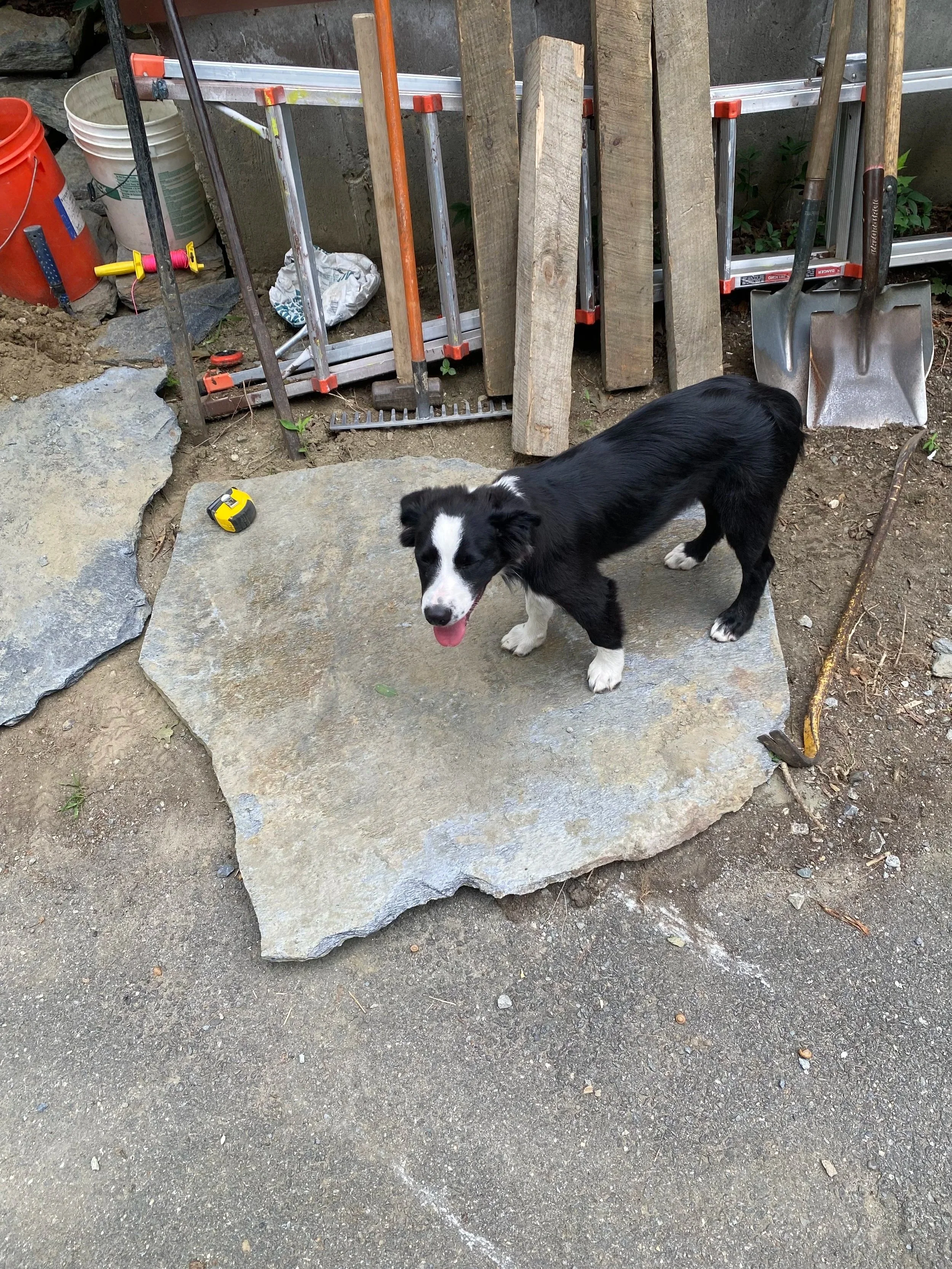 Our resident Australian "supervisor" hard at work