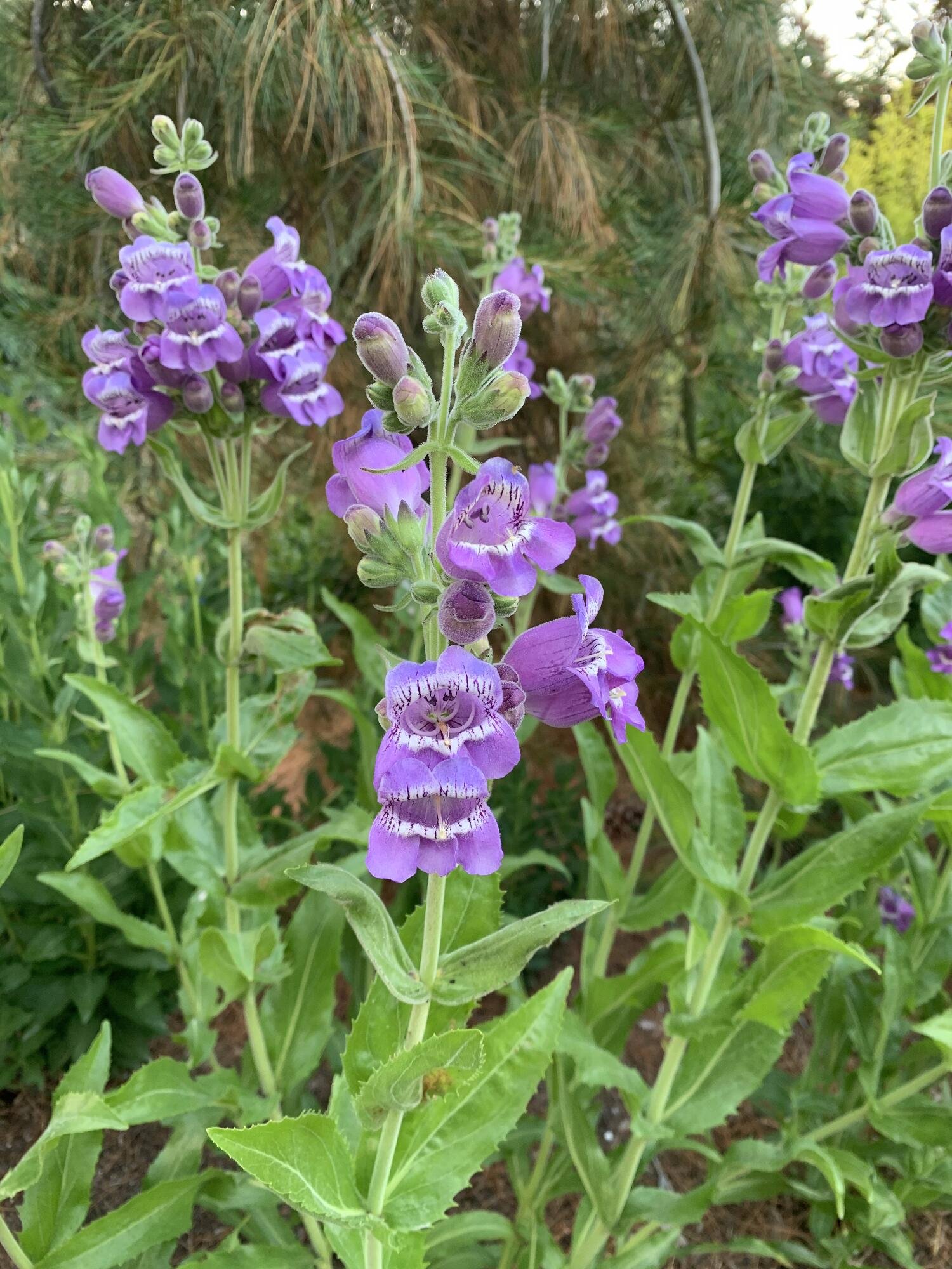 penstemon purple.jpg