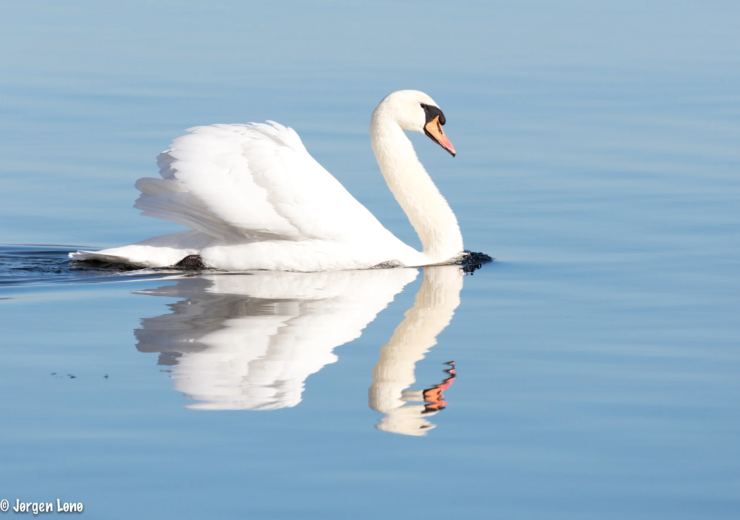 Mute Swan, Cygnus Olor