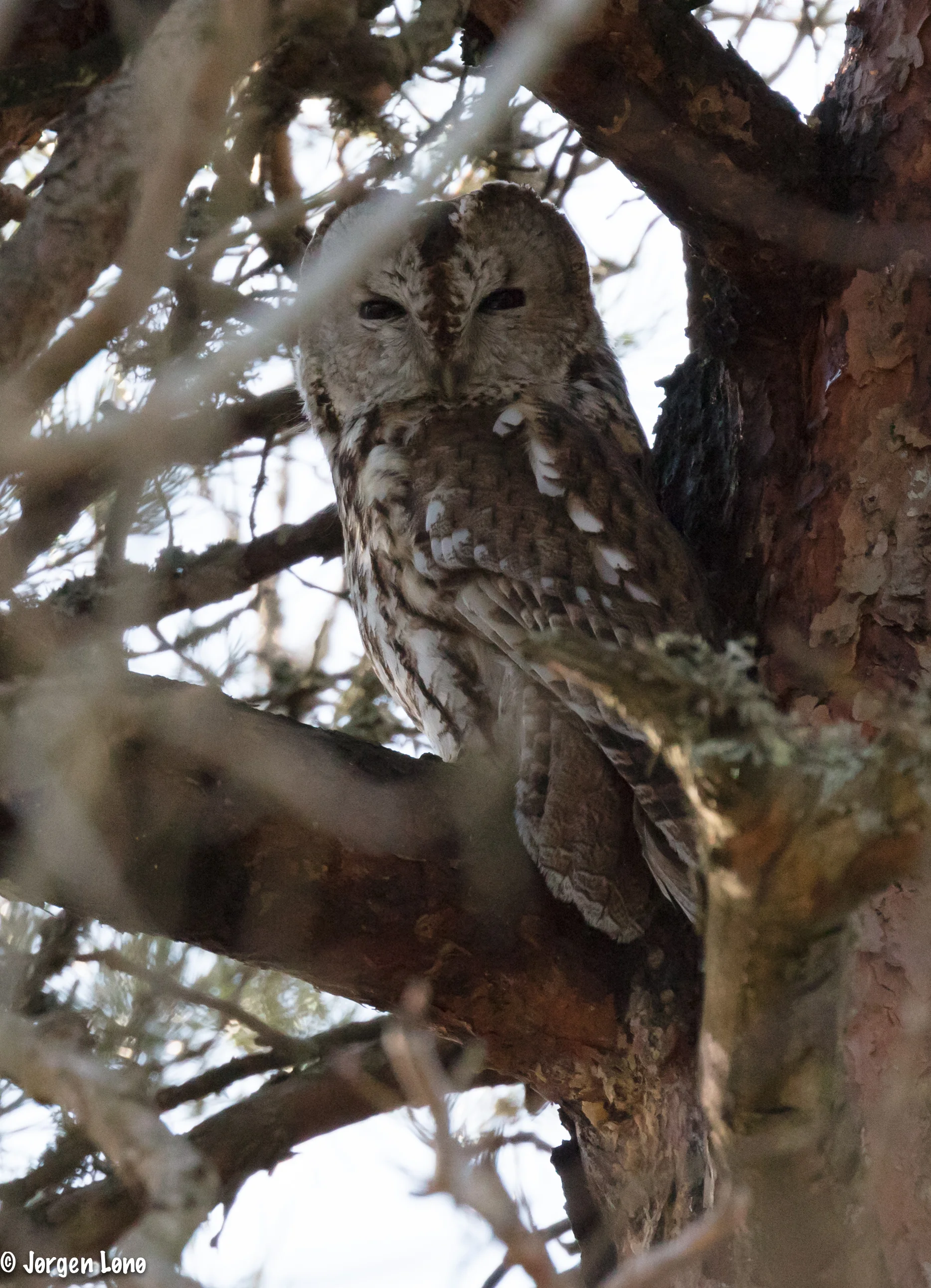 Tawny Owl, Strix Aluco