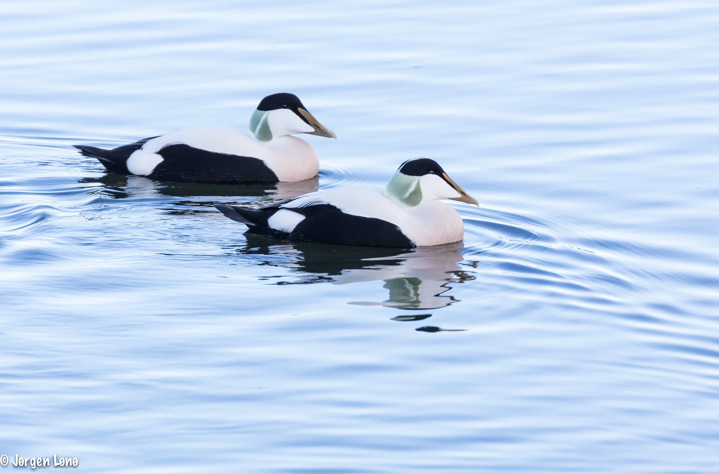 Common eider, male, somateria mollissima
