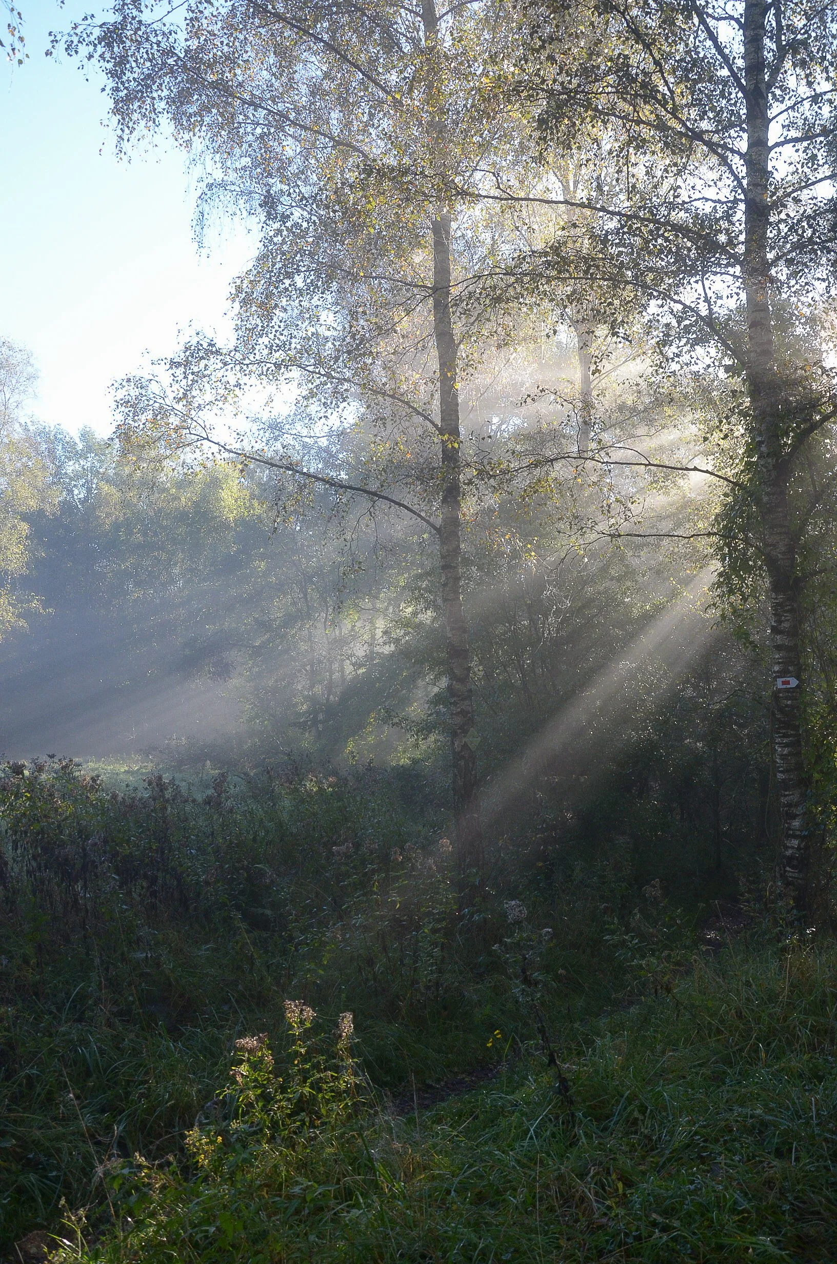 Frauke Jemand Brief 113: Herfst in bijzondere tijden