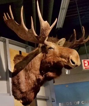 Marty the Moose