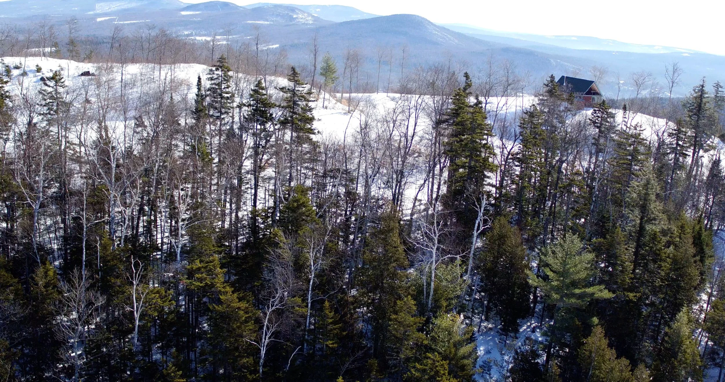 trees 2.jpg