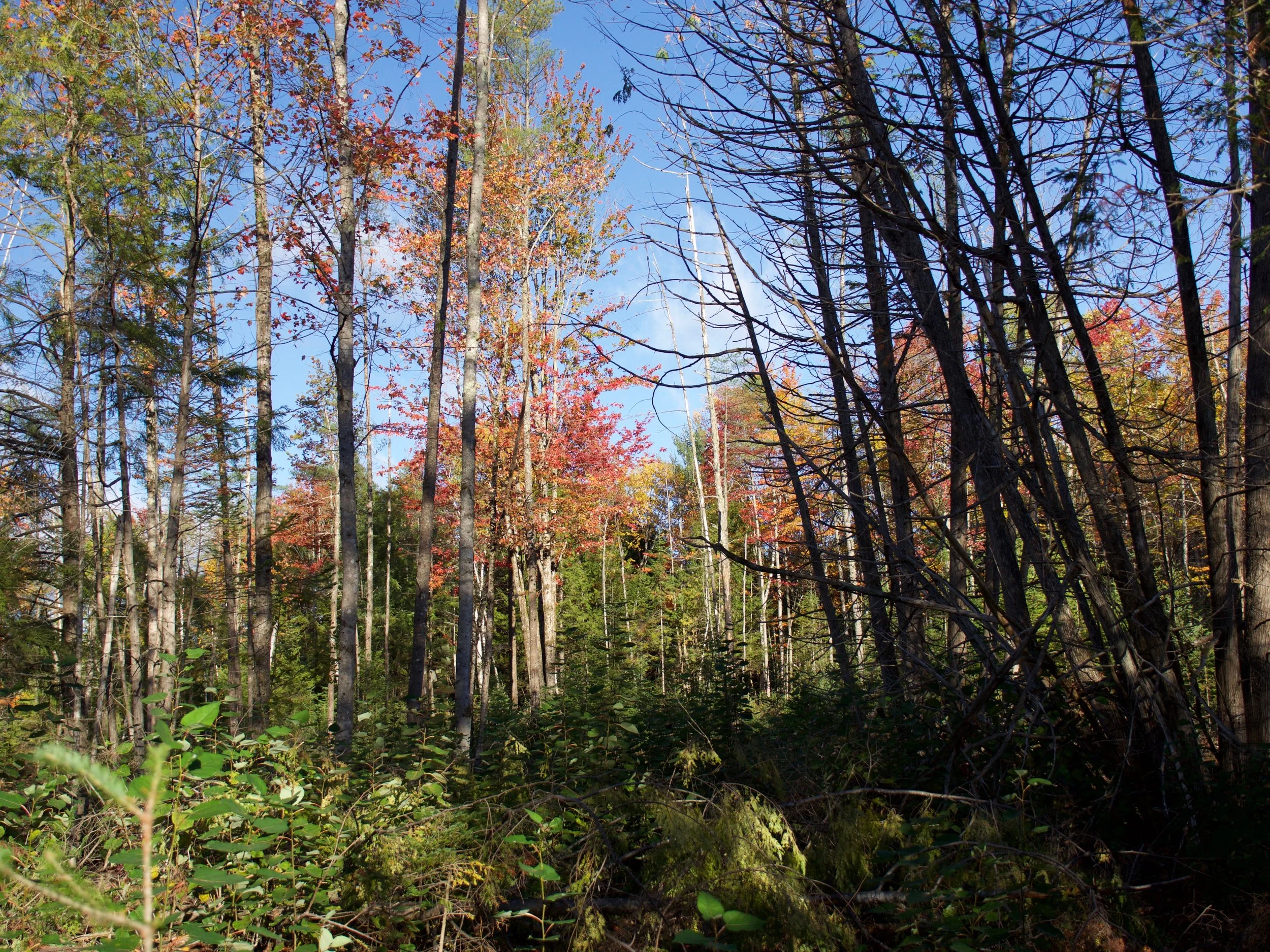 P1030534.jpg