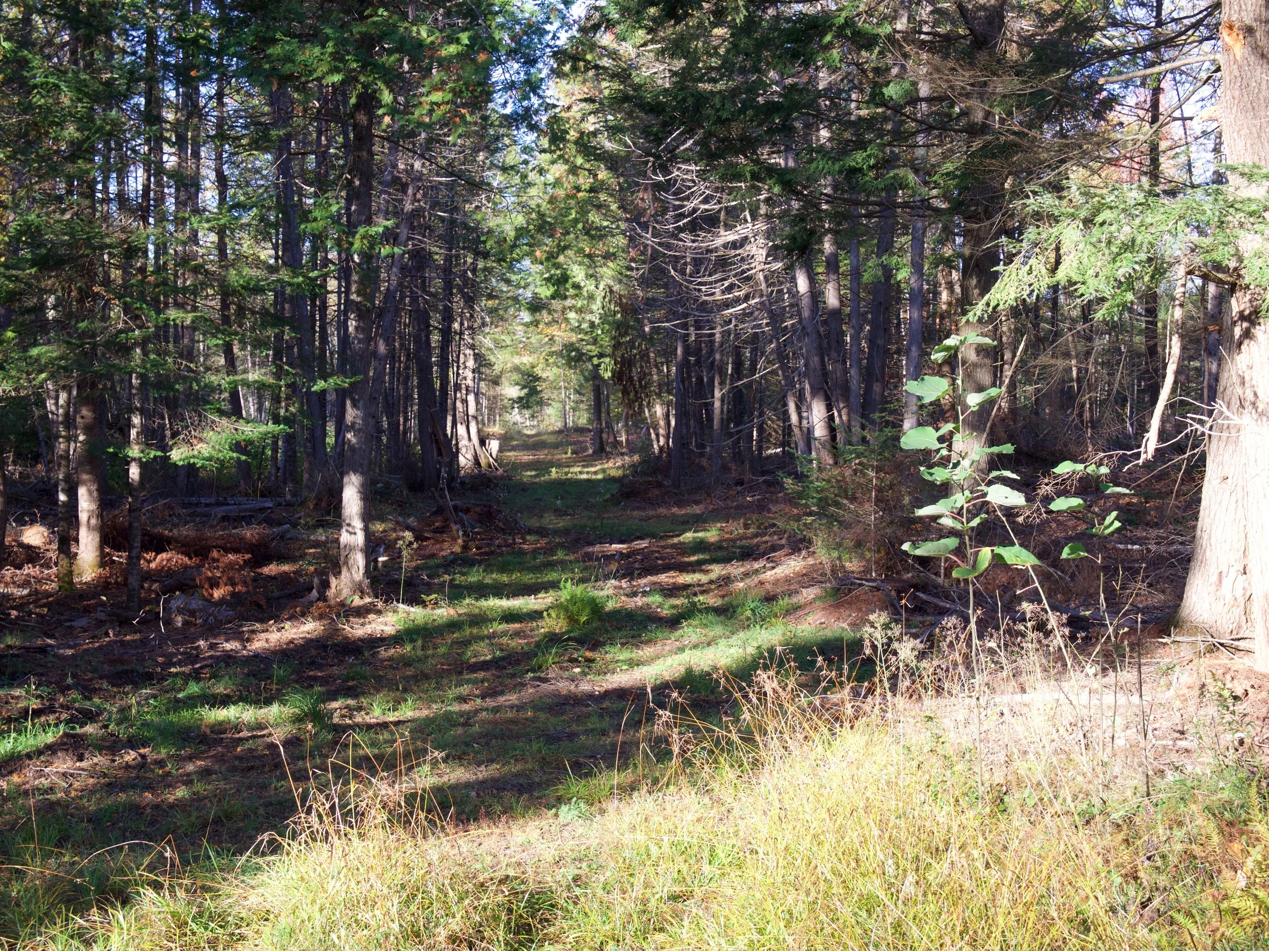 P1030529.jpg