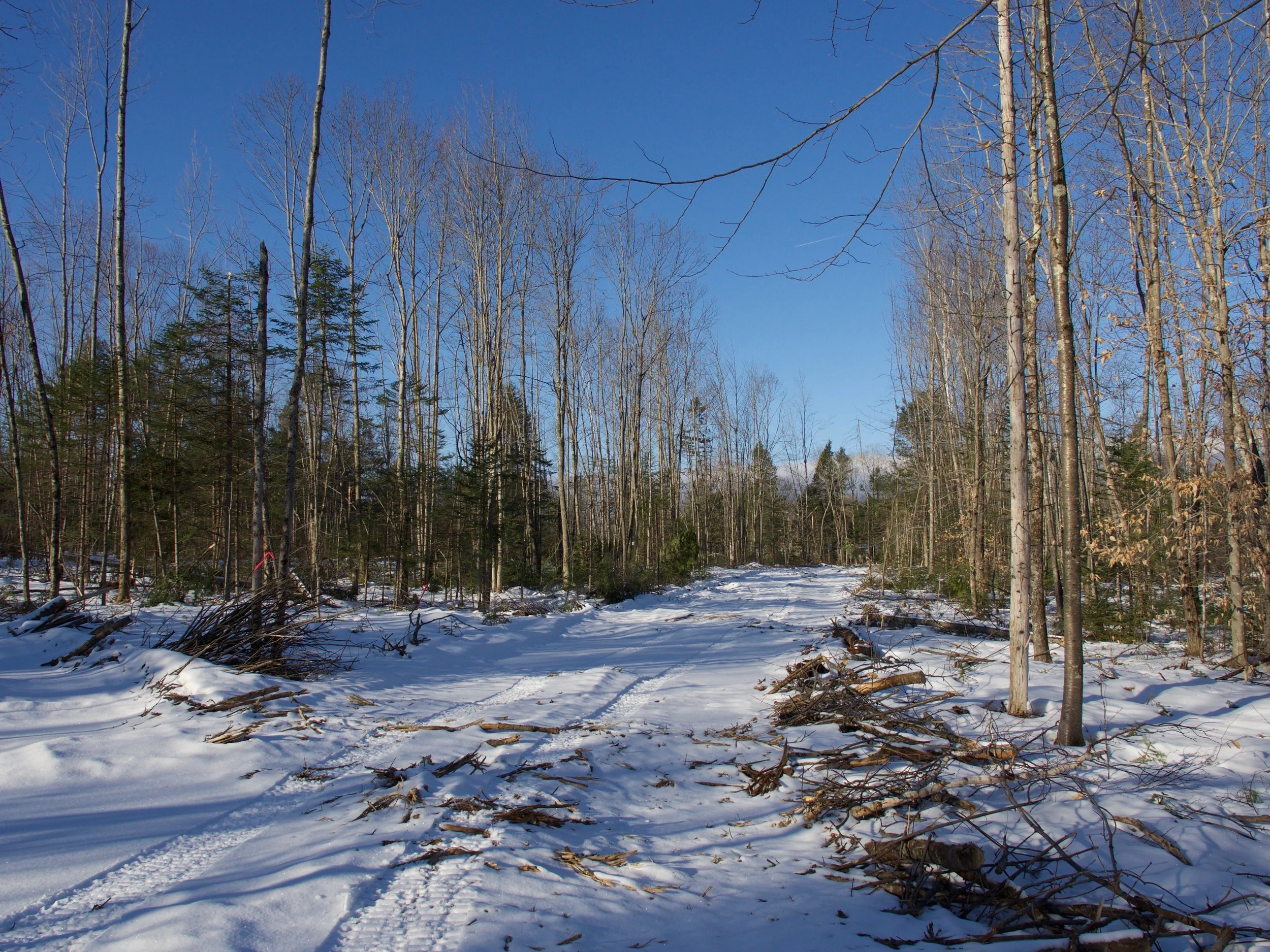 P1050497.jpg