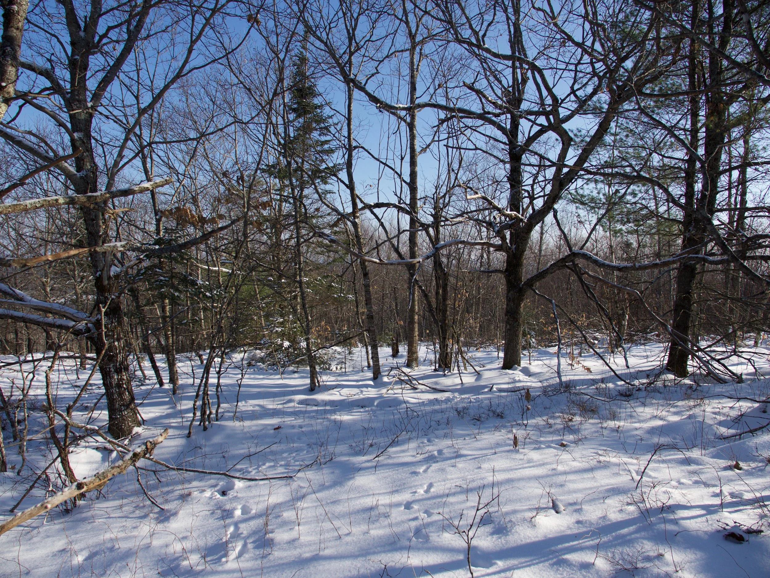 P1030833.jpg
