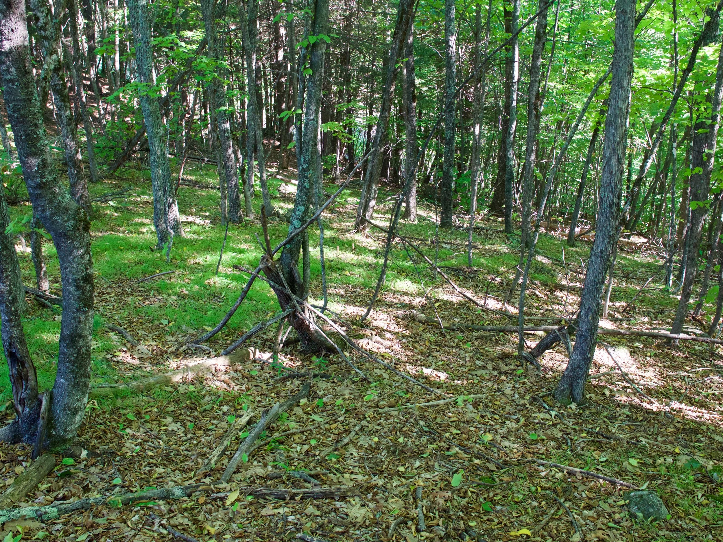 P1000801.jpg