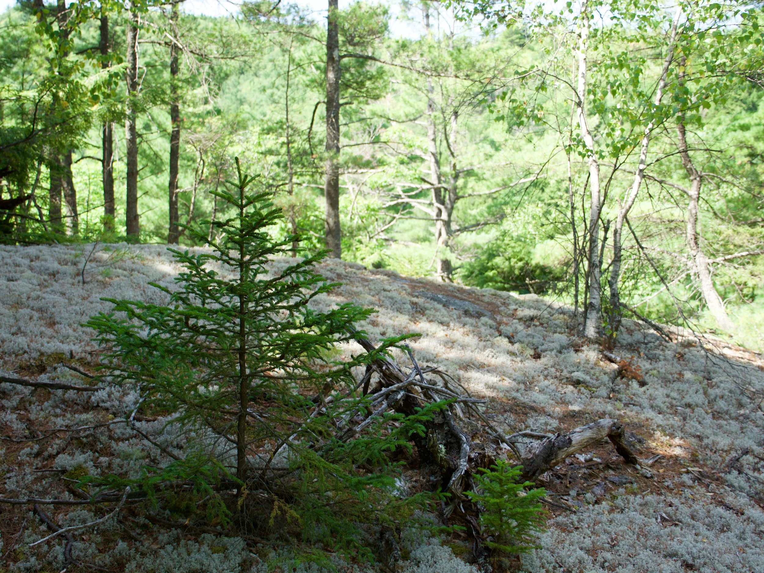 P1000689.jpg