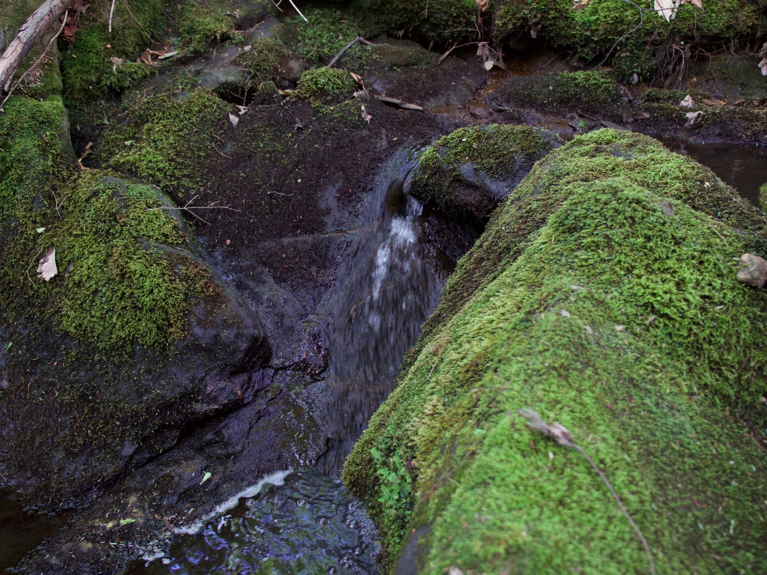 P1000407.jpg