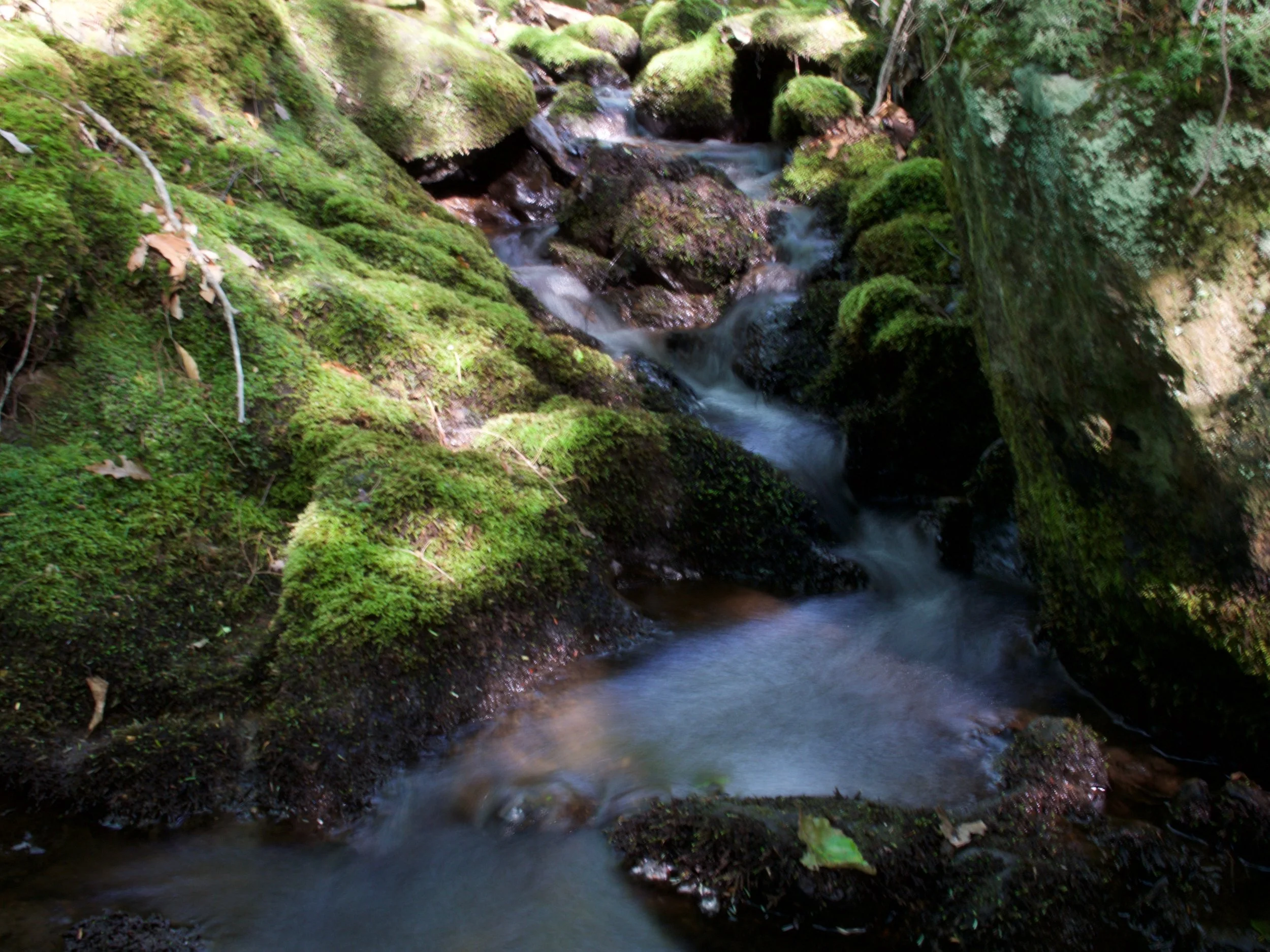 P1000412.jpg
