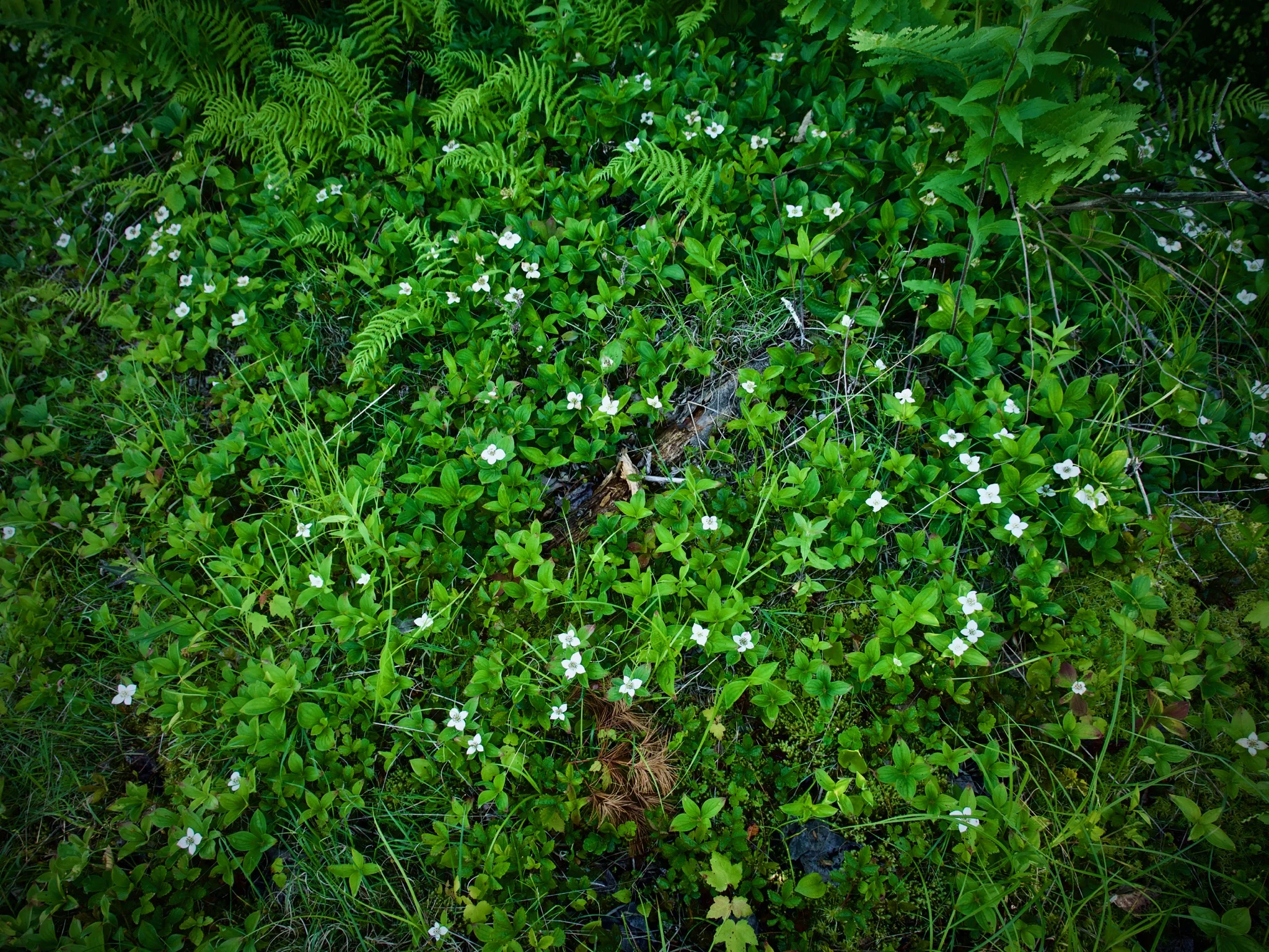 P1060516.jpg