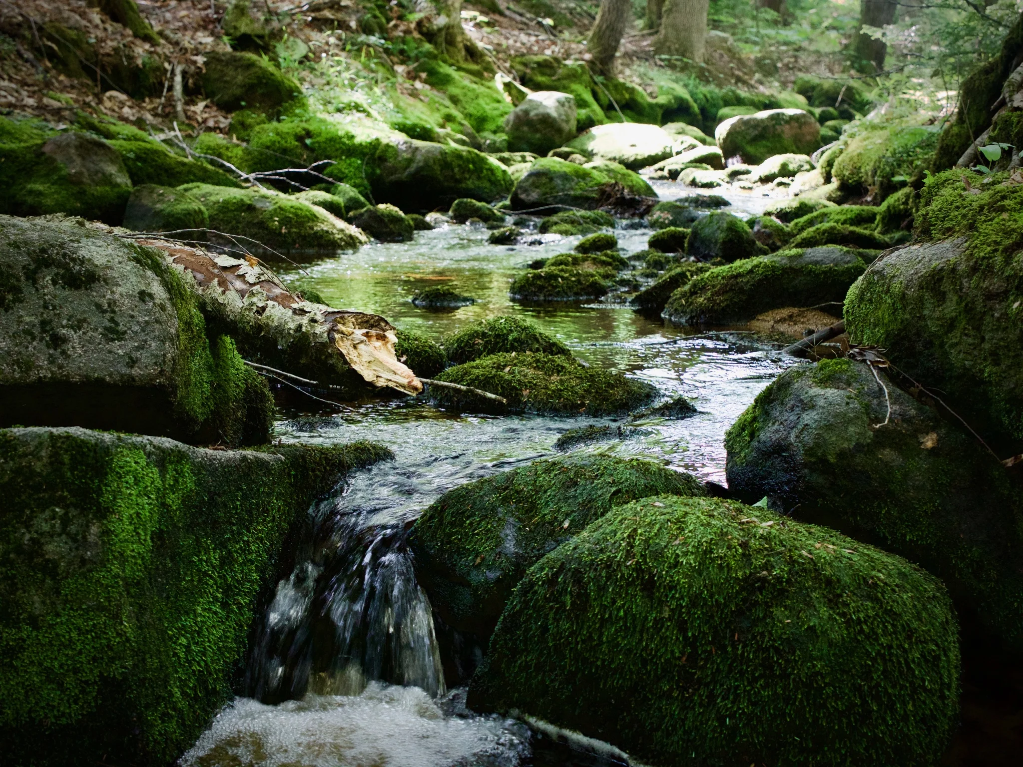 P1060560.jpg