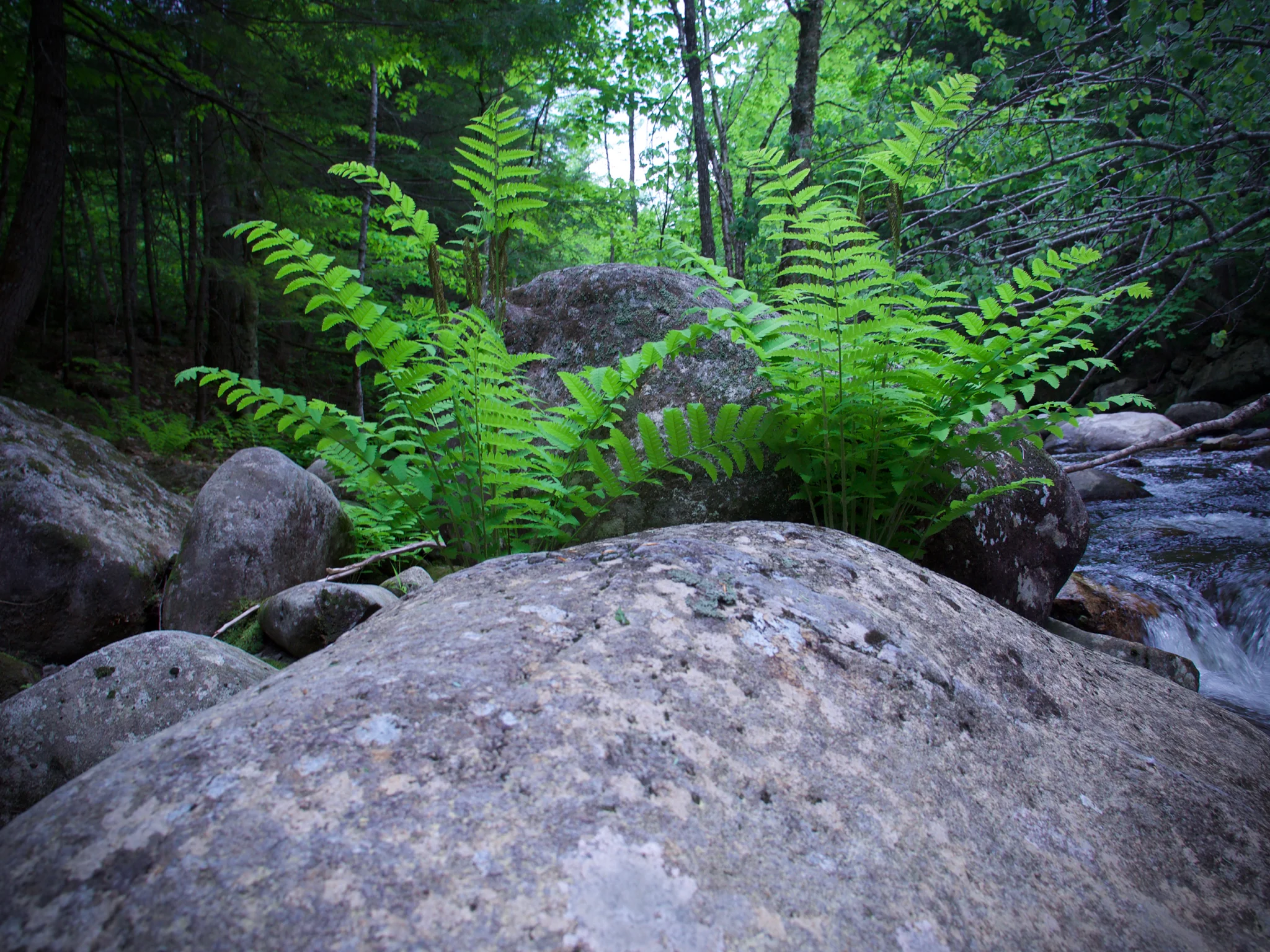 P1060454.jpg