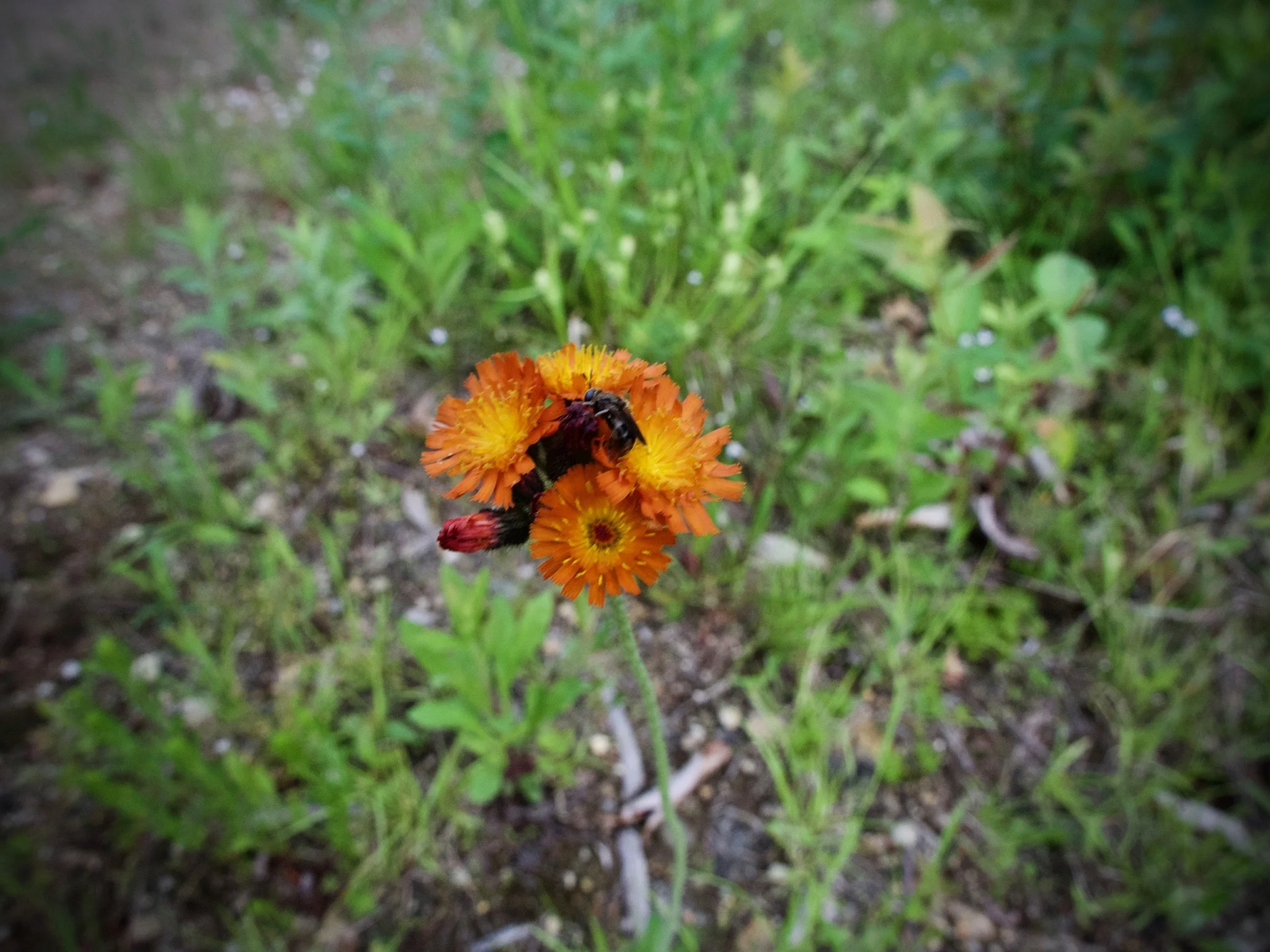 P1060673.jpg