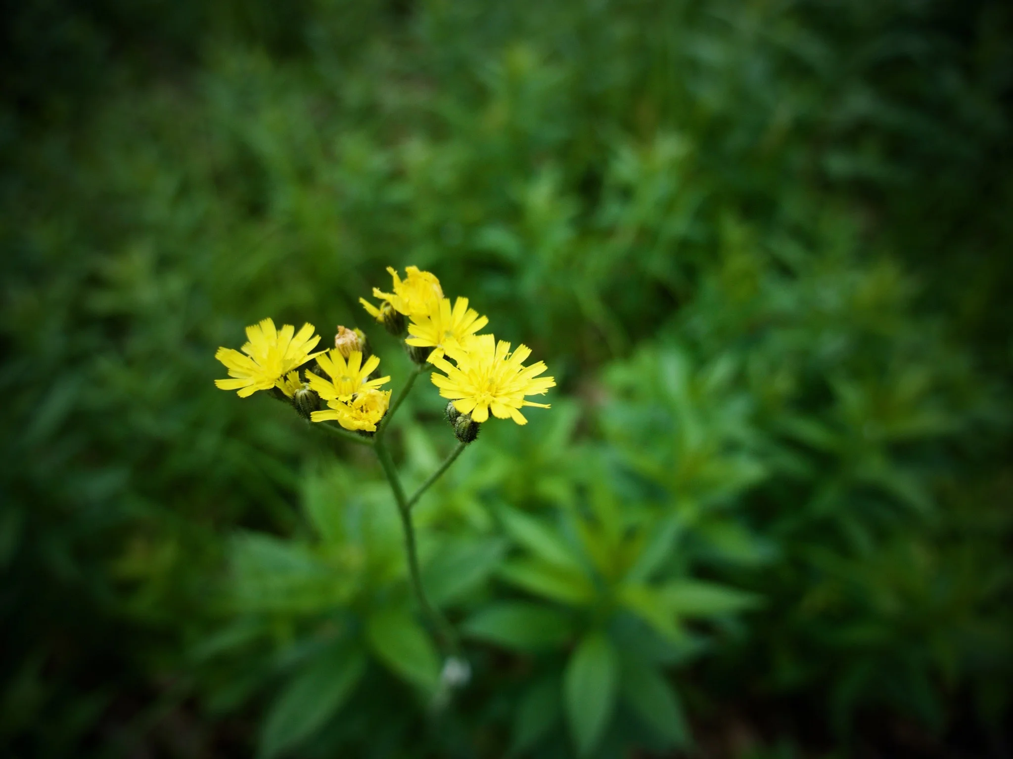 P1060629.jpg