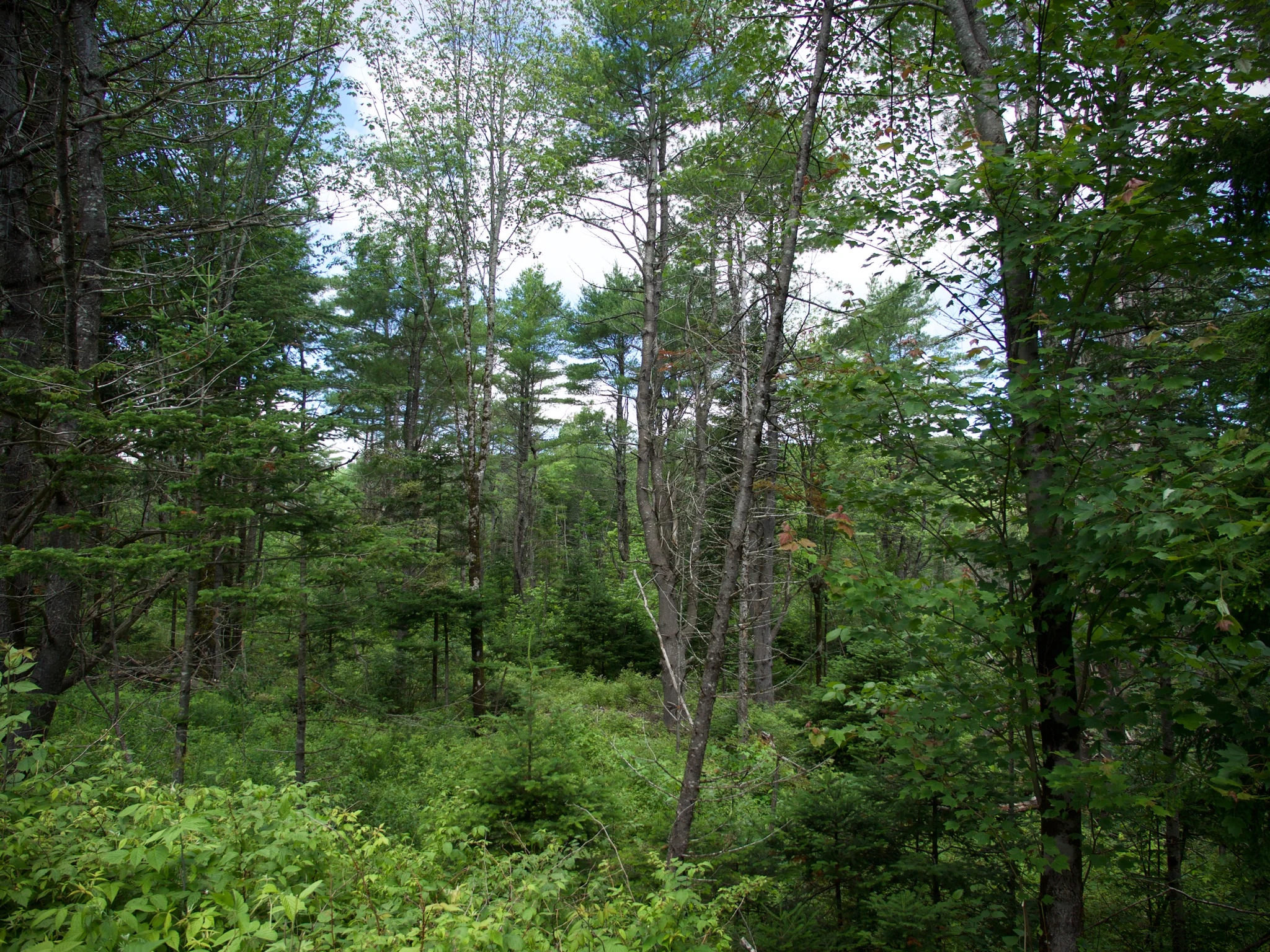 P1070004.jpg