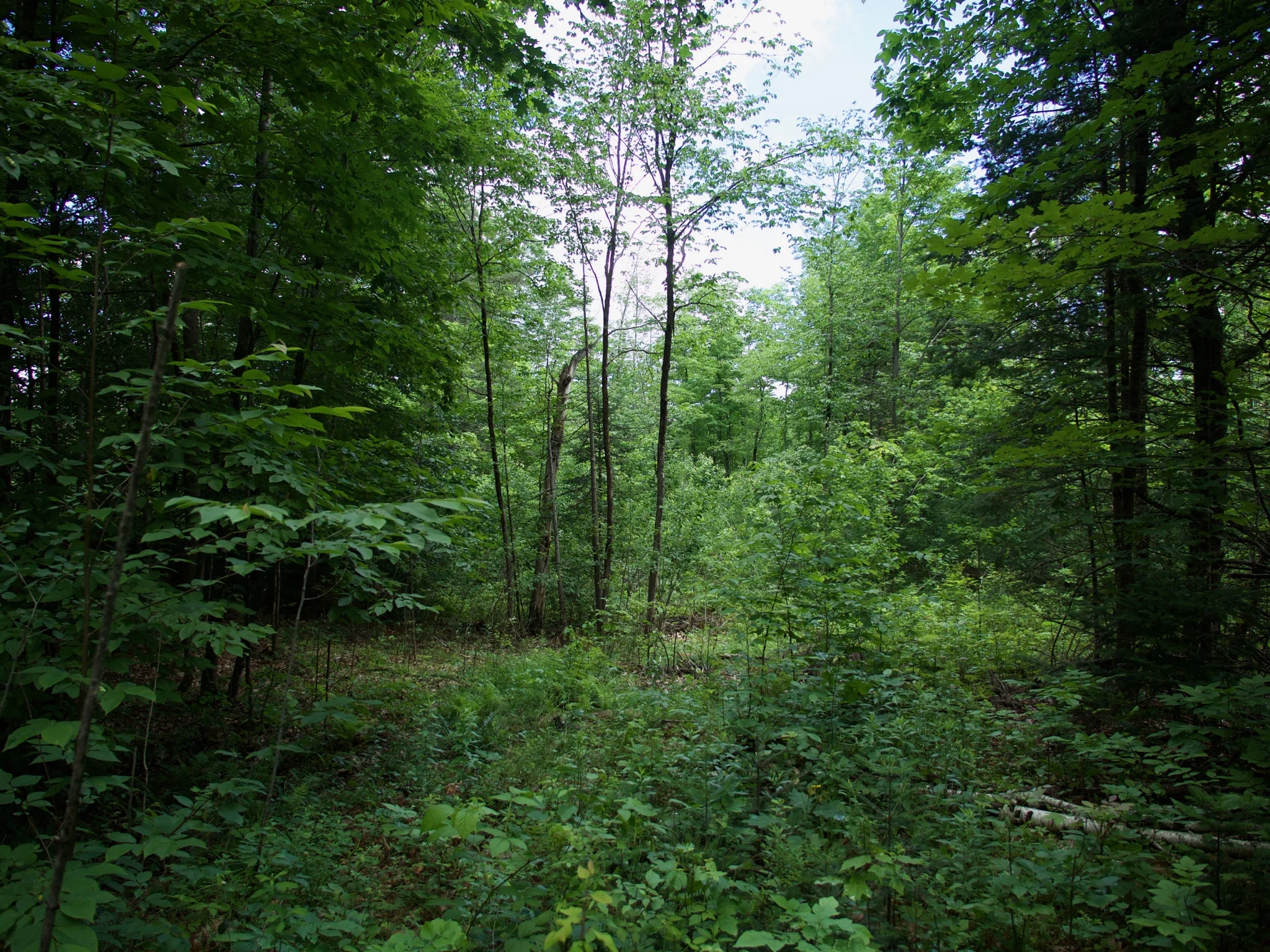 P1070009.jpg