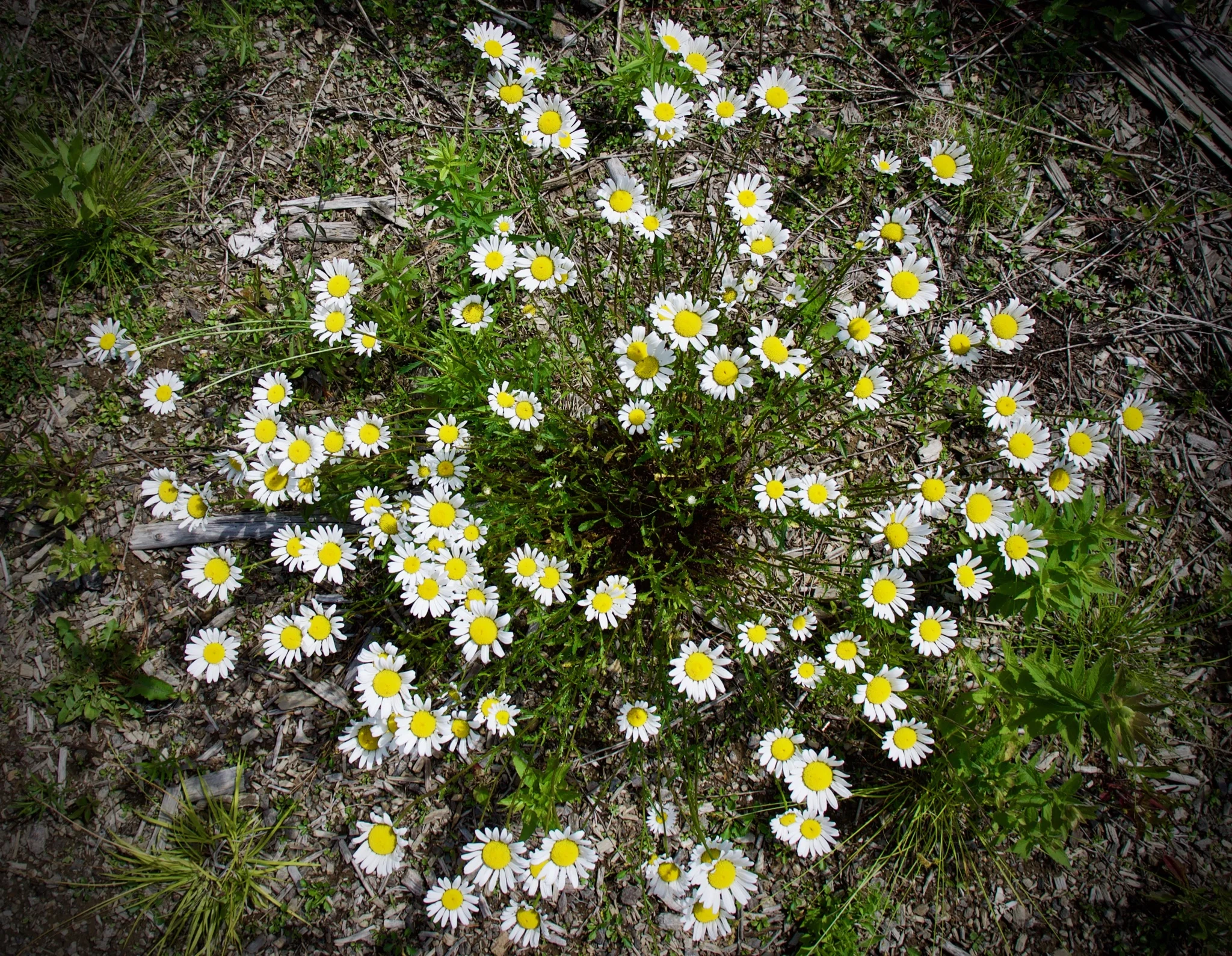 P1070045.jpg