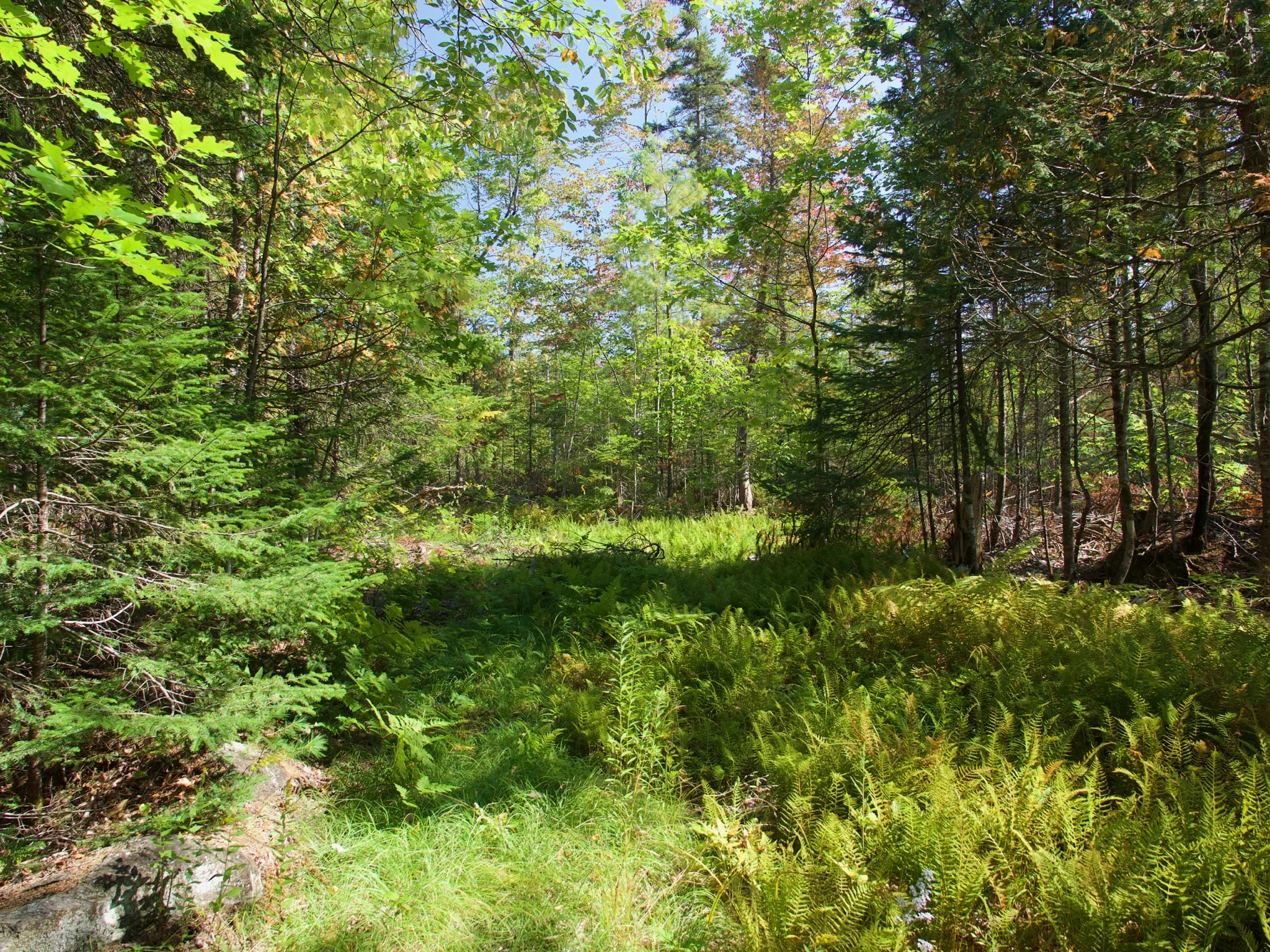 P1070424.jpg