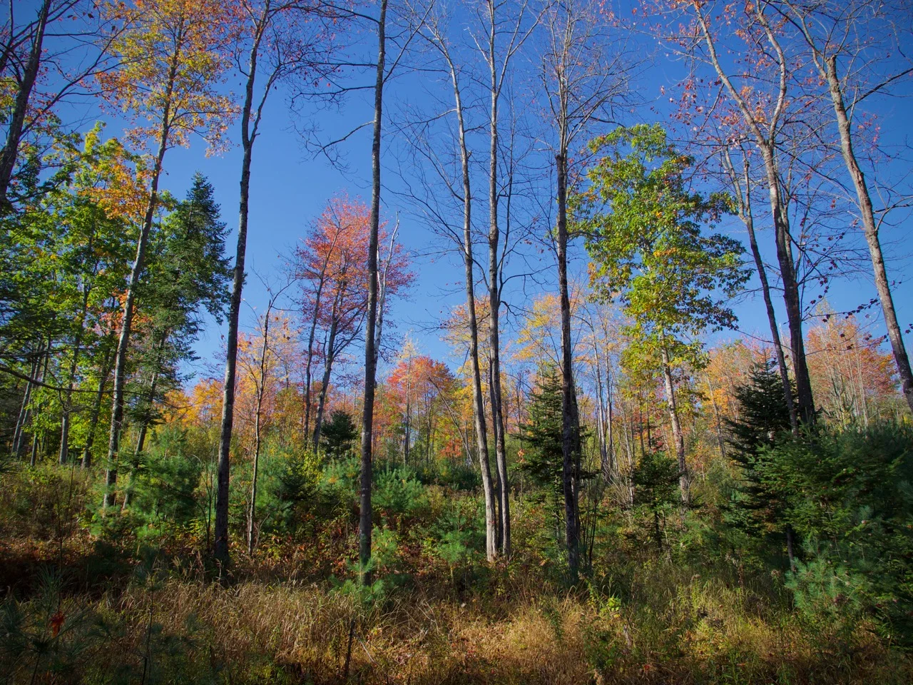 P1080026.jpg