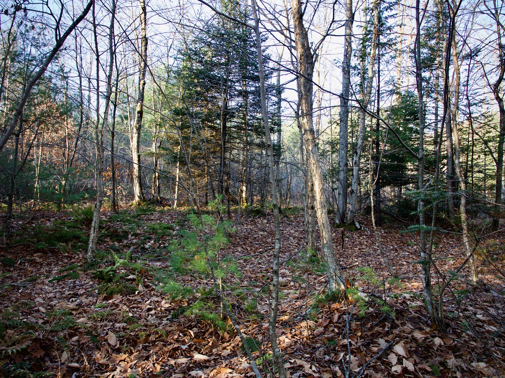 P1080604.jpg