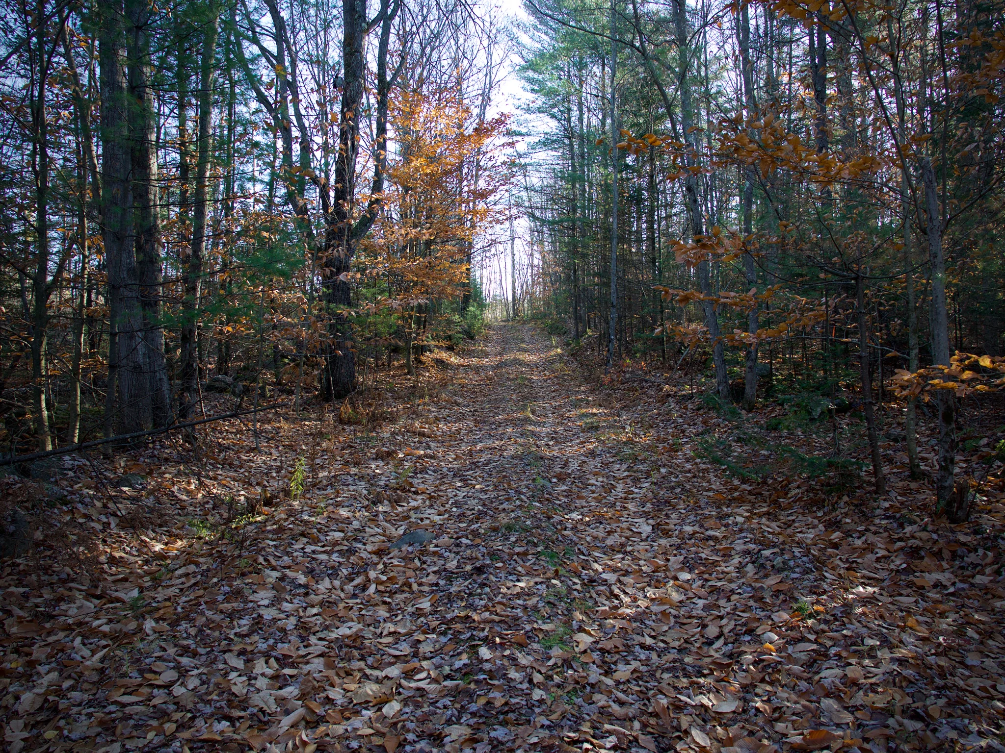 P1080641.jpg