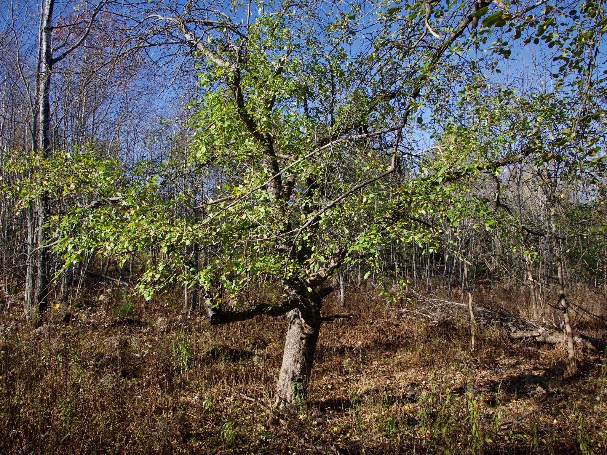 P1080669.jpg