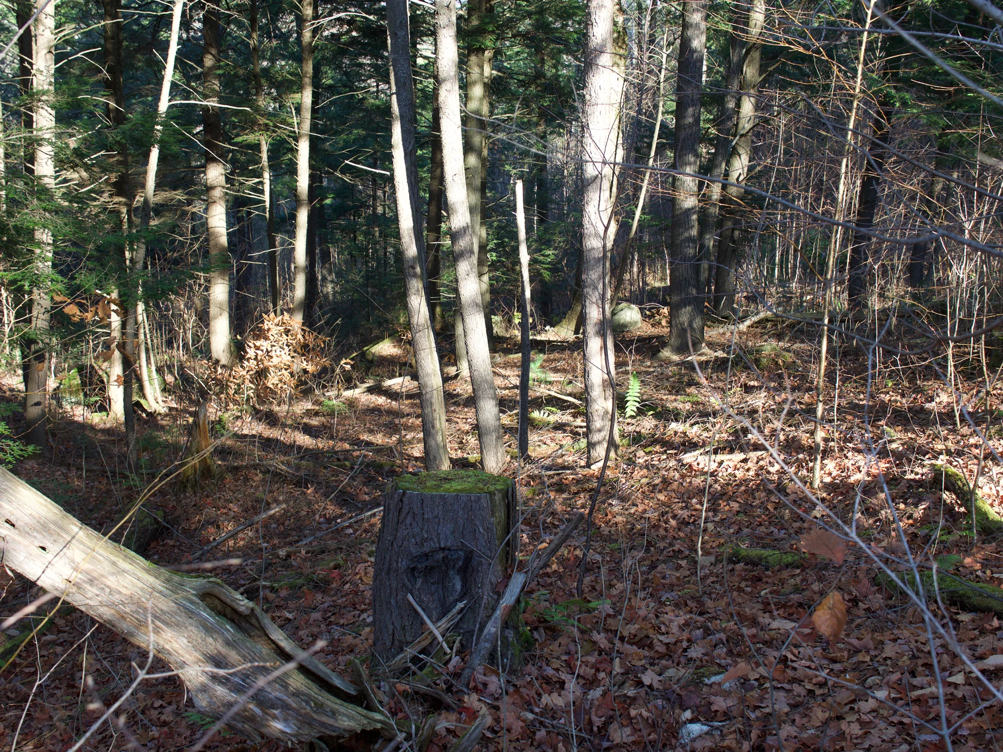 P1080678.jpg
