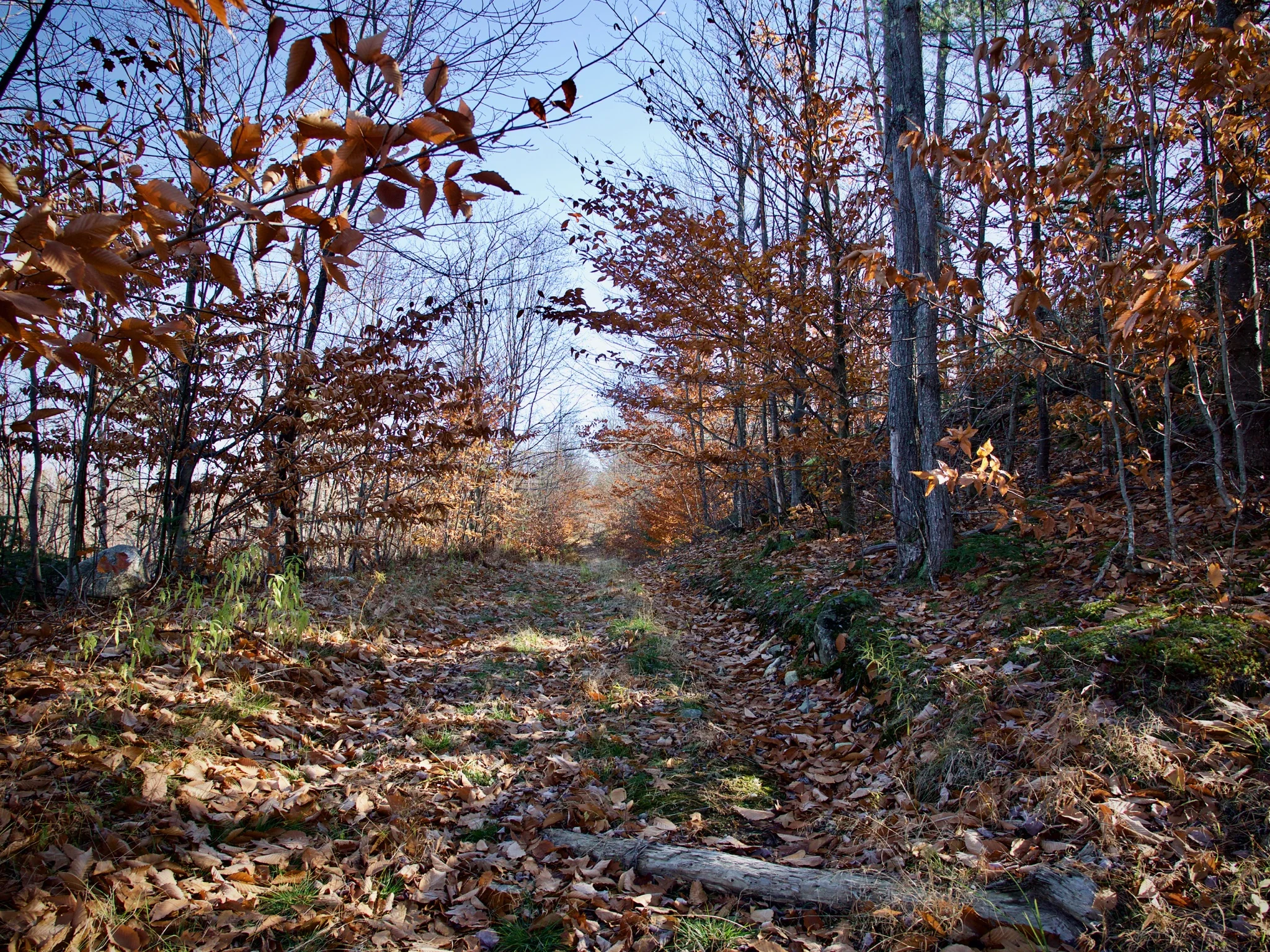 P1080681.jpg