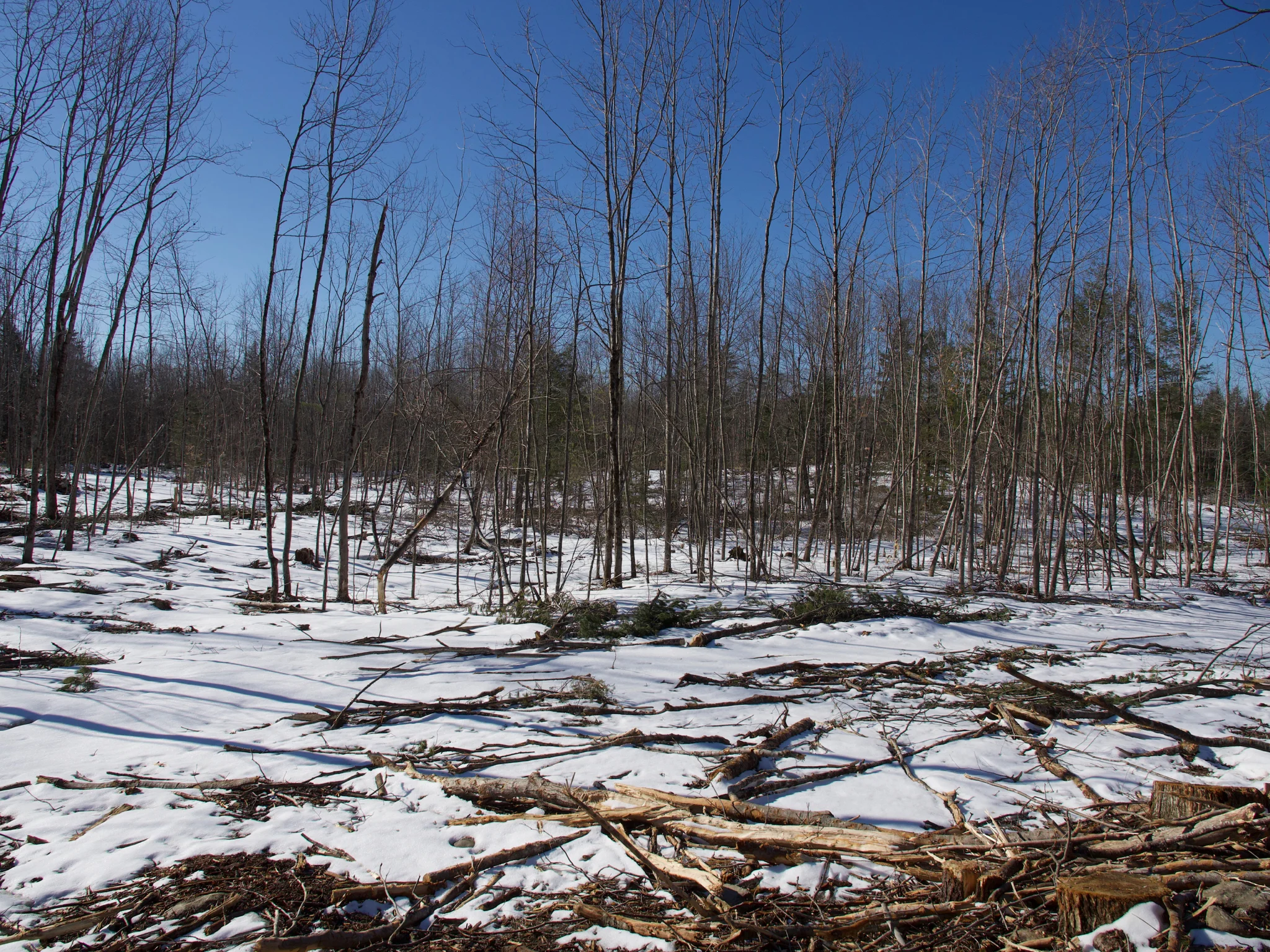 P1090363.jpg