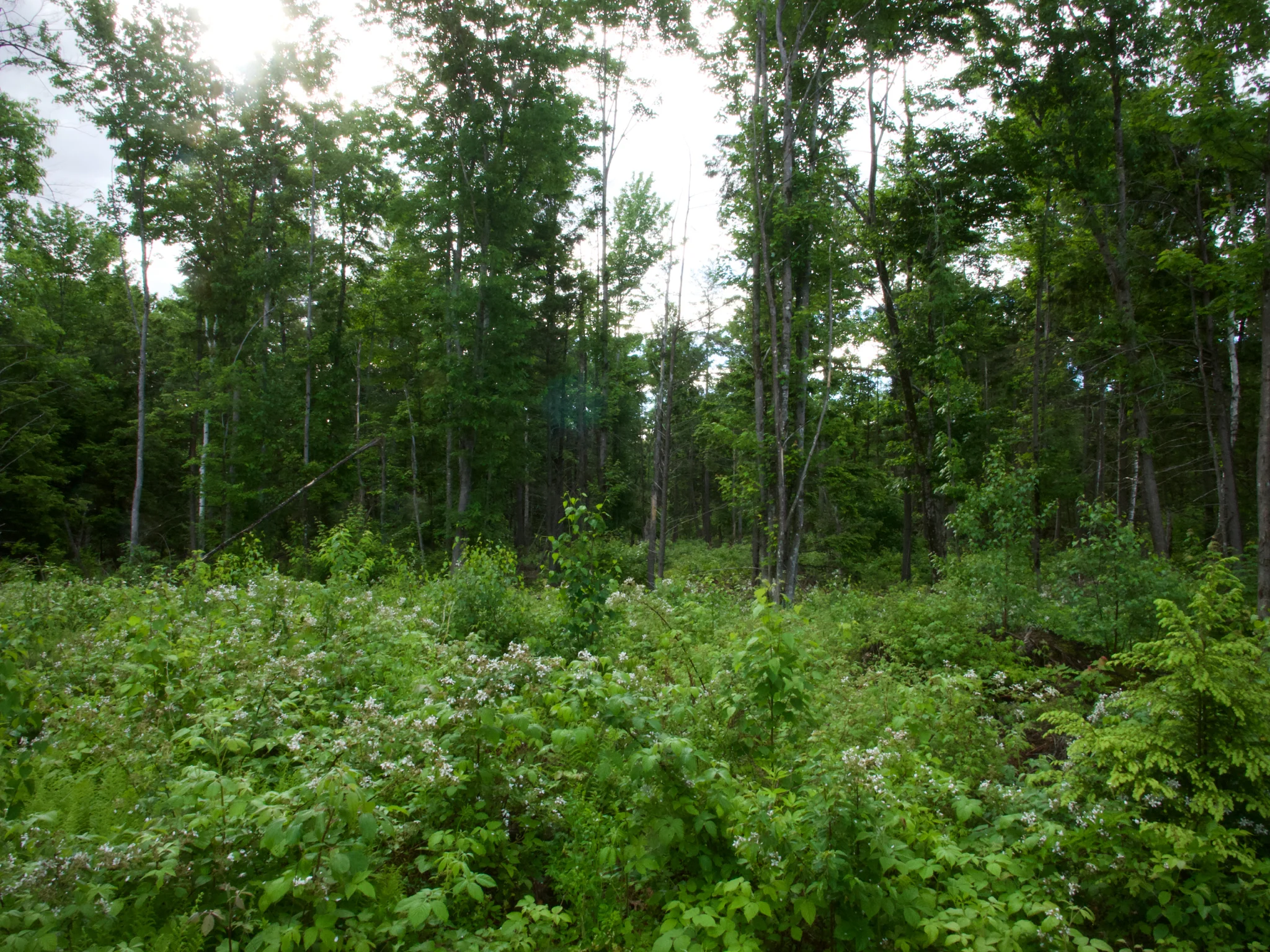 P1110301.jpg