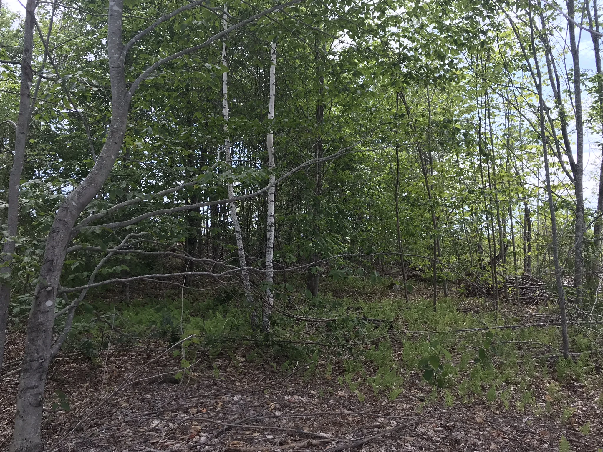 IMG_1649.jpg