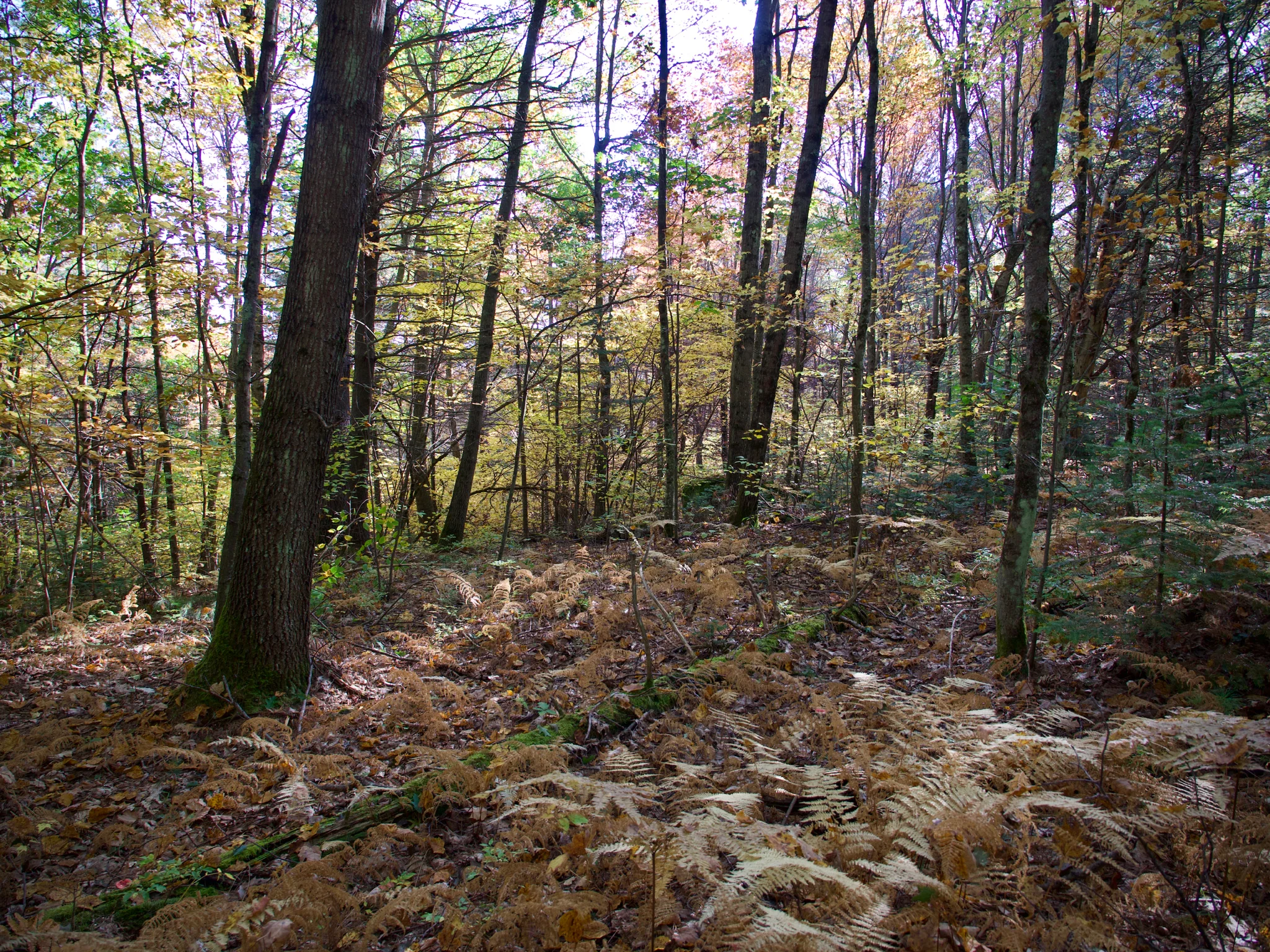 P1110560.jpg