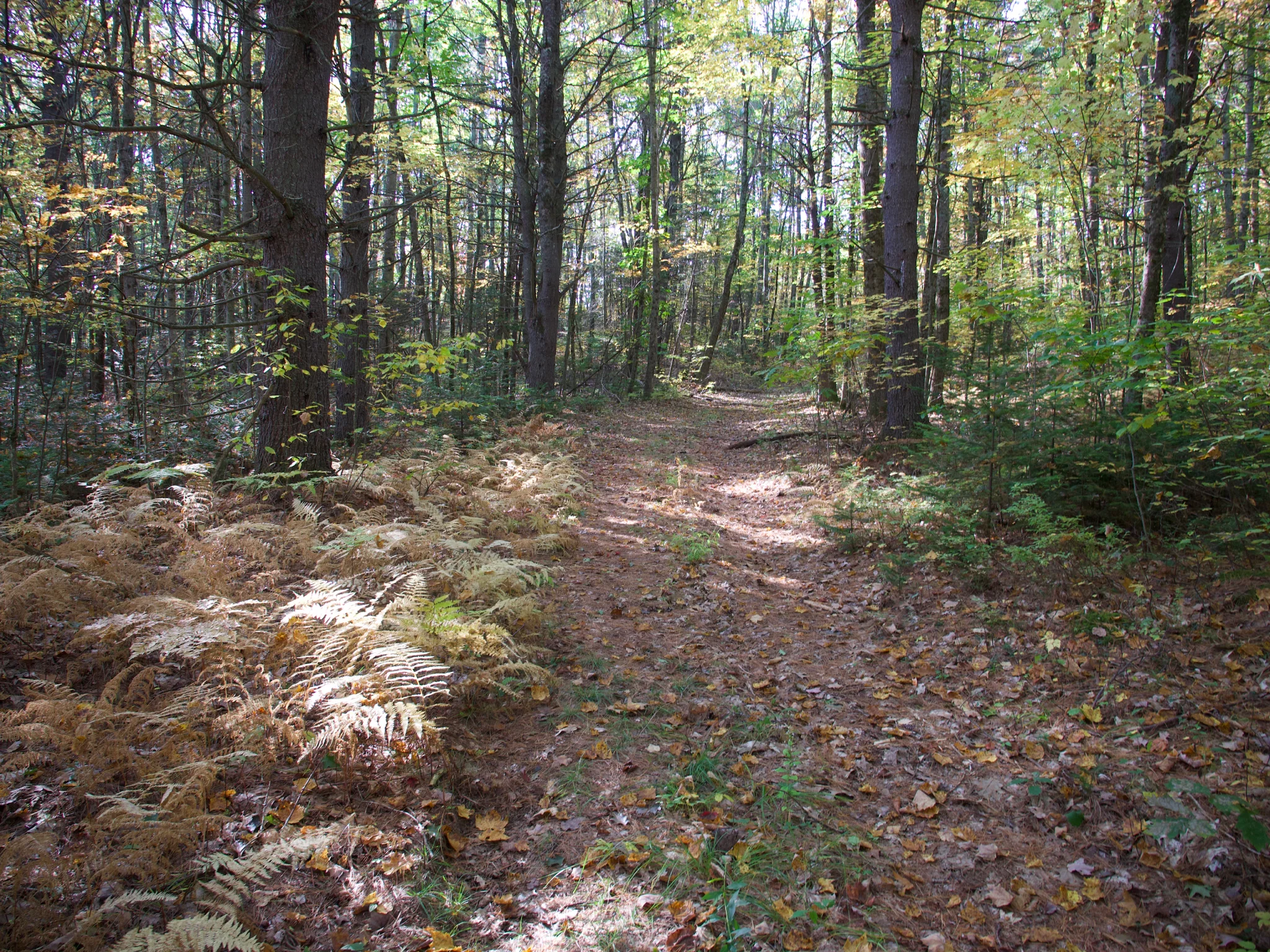 P1110561.jpg