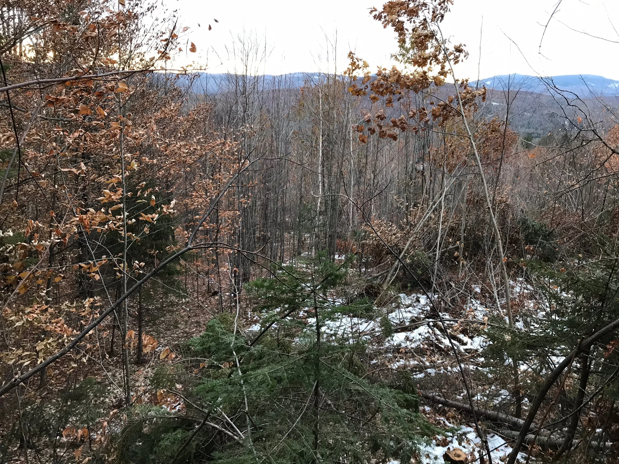 IMG_0081.jpg
