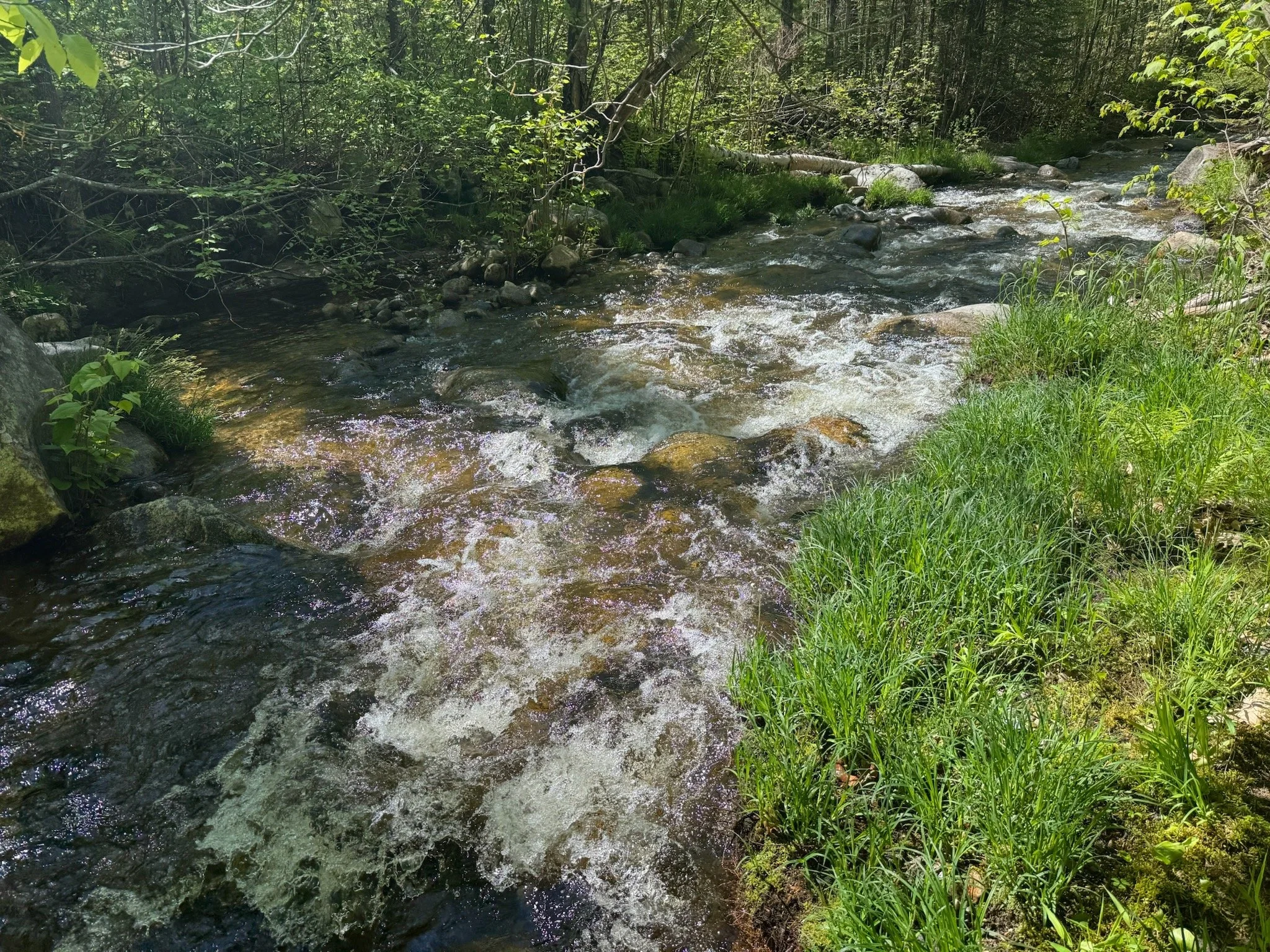 IMG_9541.jpeg
