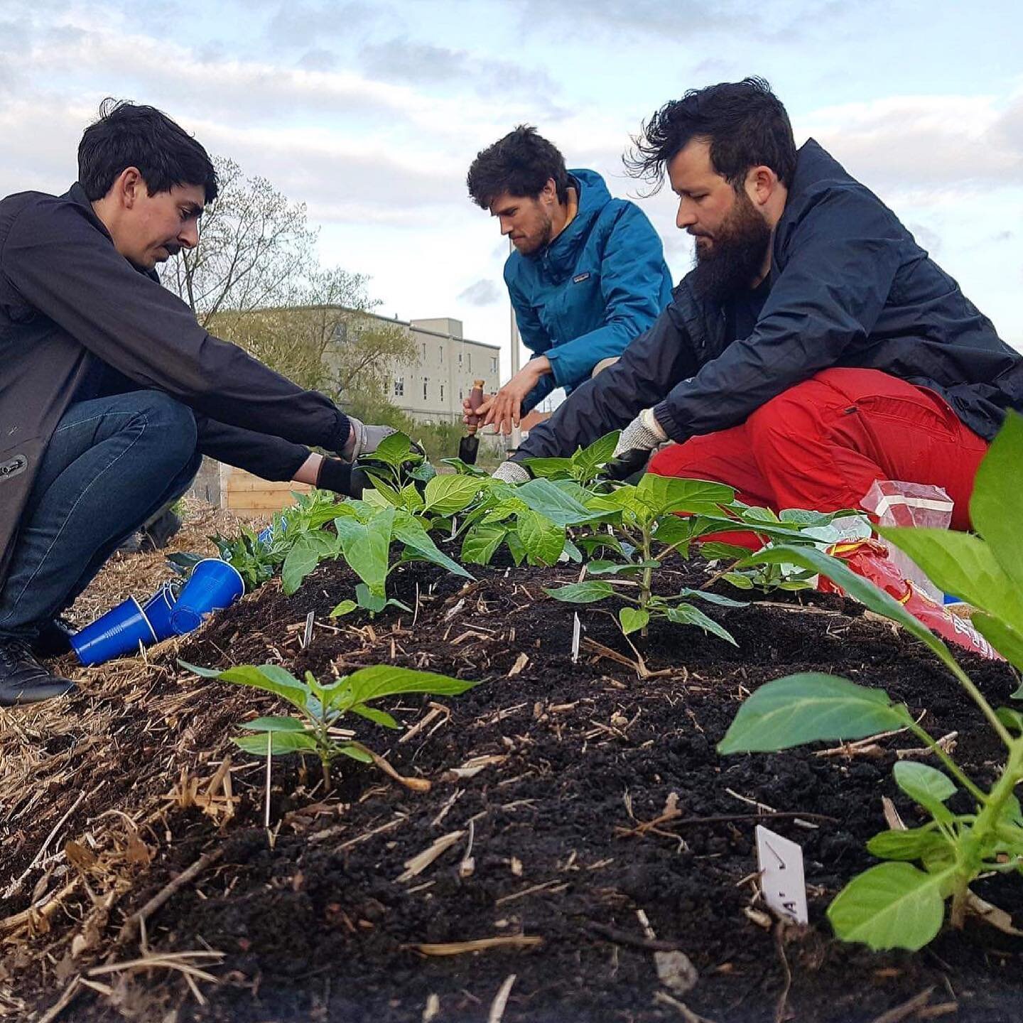 [MO ET SES PIMENTS]

Le choix des plantes que nous cultivons au jardin est en partie un reflet des personnes qui s&rsquo;y impliquent et qui y jardinent. Mo a commenc&eacute; &agrave; jardiner avec nous en 2018, ann&eacute;e o&ugrave; nous avons comm