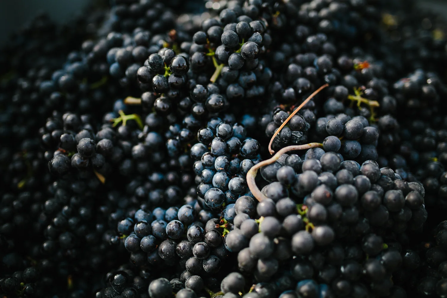 Spätburgunder Weingut J. Neus