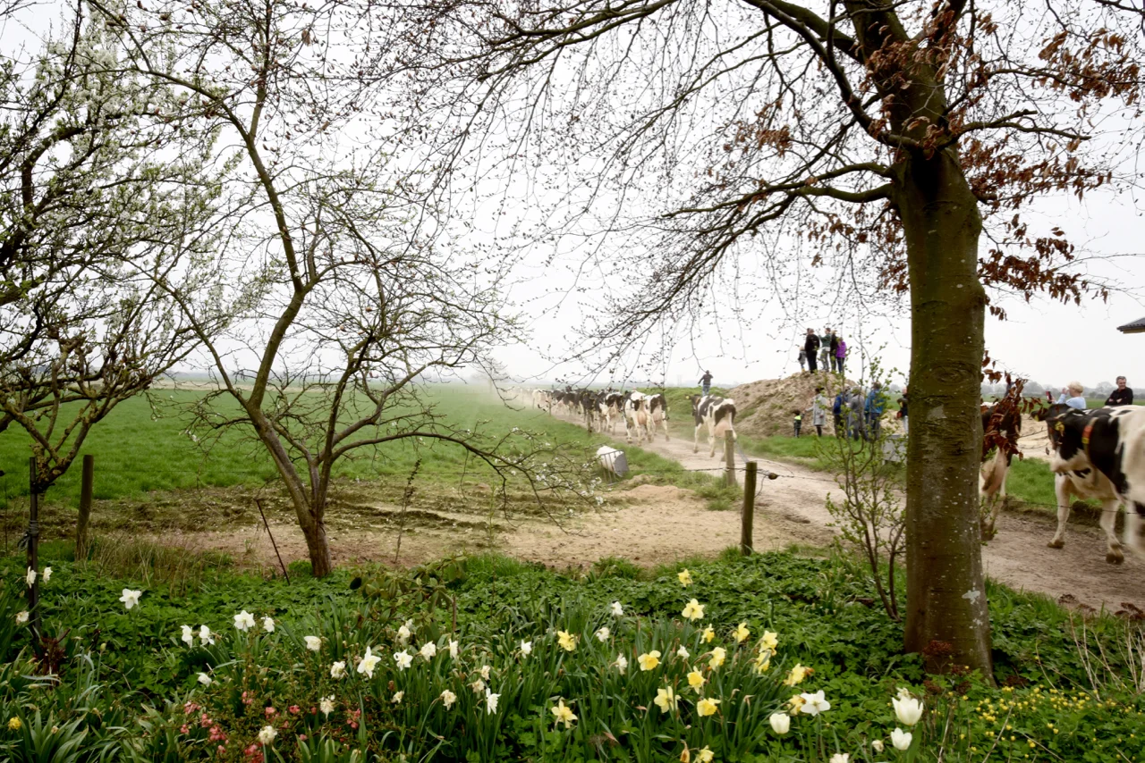 milchkühe-weidegang.jpg