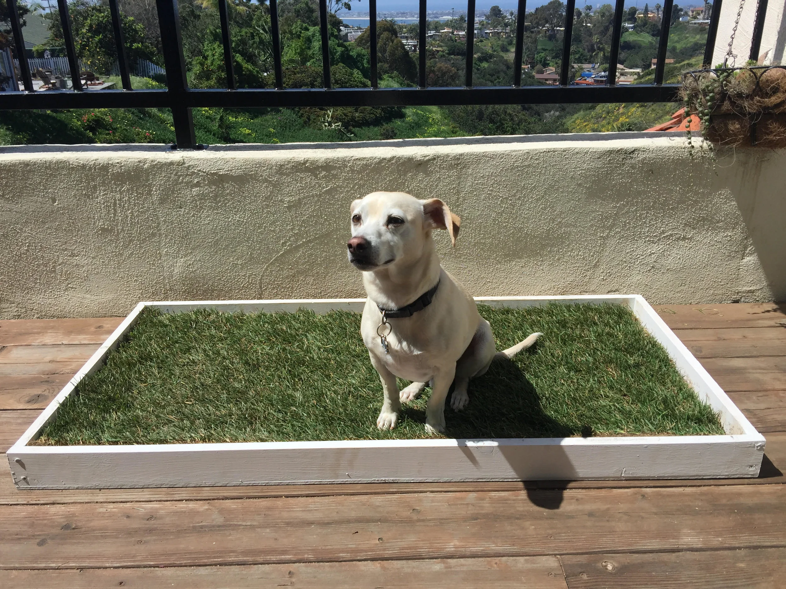 real grass puppy pad