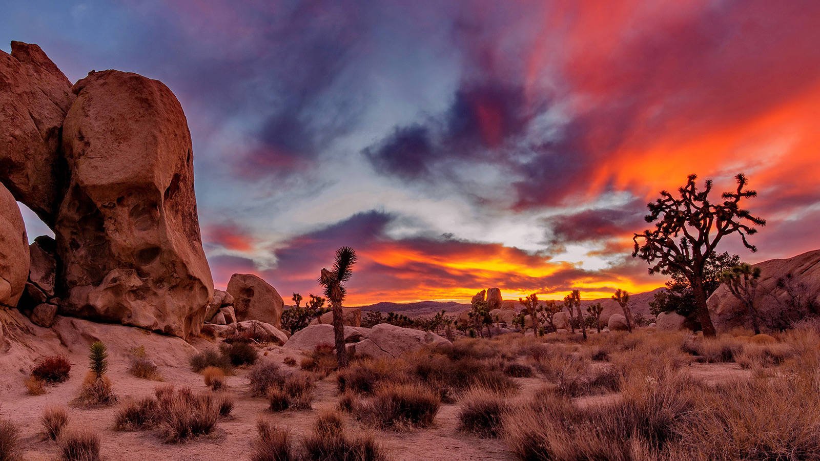 Joshua Tree