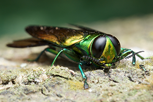 USDA Animal and Plant Health Inspection Service (APHIS): Emerald Ash Borer