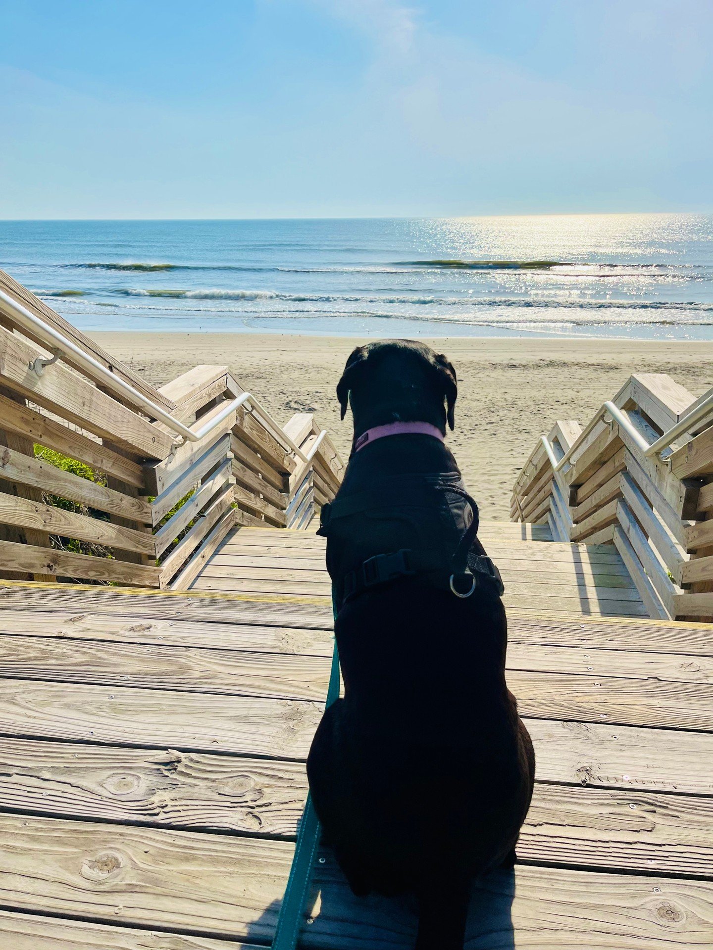 We love seeing how Sagers make the most of their time off! ☀️
 
VP of Sage's Government Practice, Stephanie Trager, enjoyed the sun and salty air of the Outer Banks and long walks on the beach with her family and dog, Ellie. 🐾
 
#SageSummer