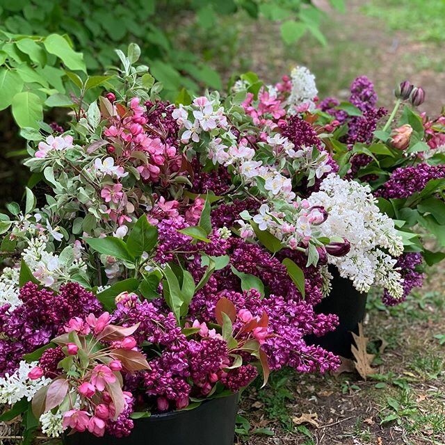 It&rsquo;s CSA pickup day. Lots of yummy smelling lilac and apple blossoms this week.