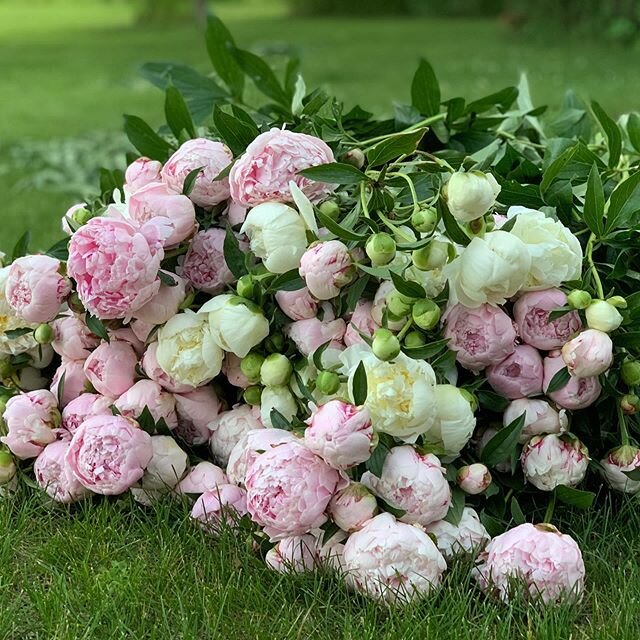 Peony season is already coming to a close soon over here. Harvesting these babies 3x a day doesn&rsquo;t feel like a to-do. It feels amazing to carry an armload and sink your face into them. We still have a few spots in our summer and fall CSAs if yo